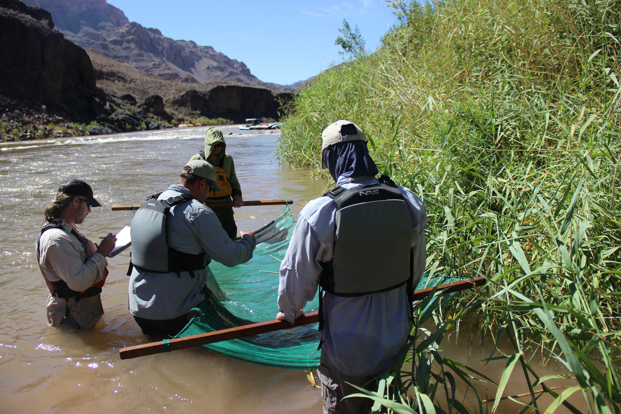 The larval sucker surveying team checks the seine after netting along a fringe of vegetation in the lower Grand Canyon.