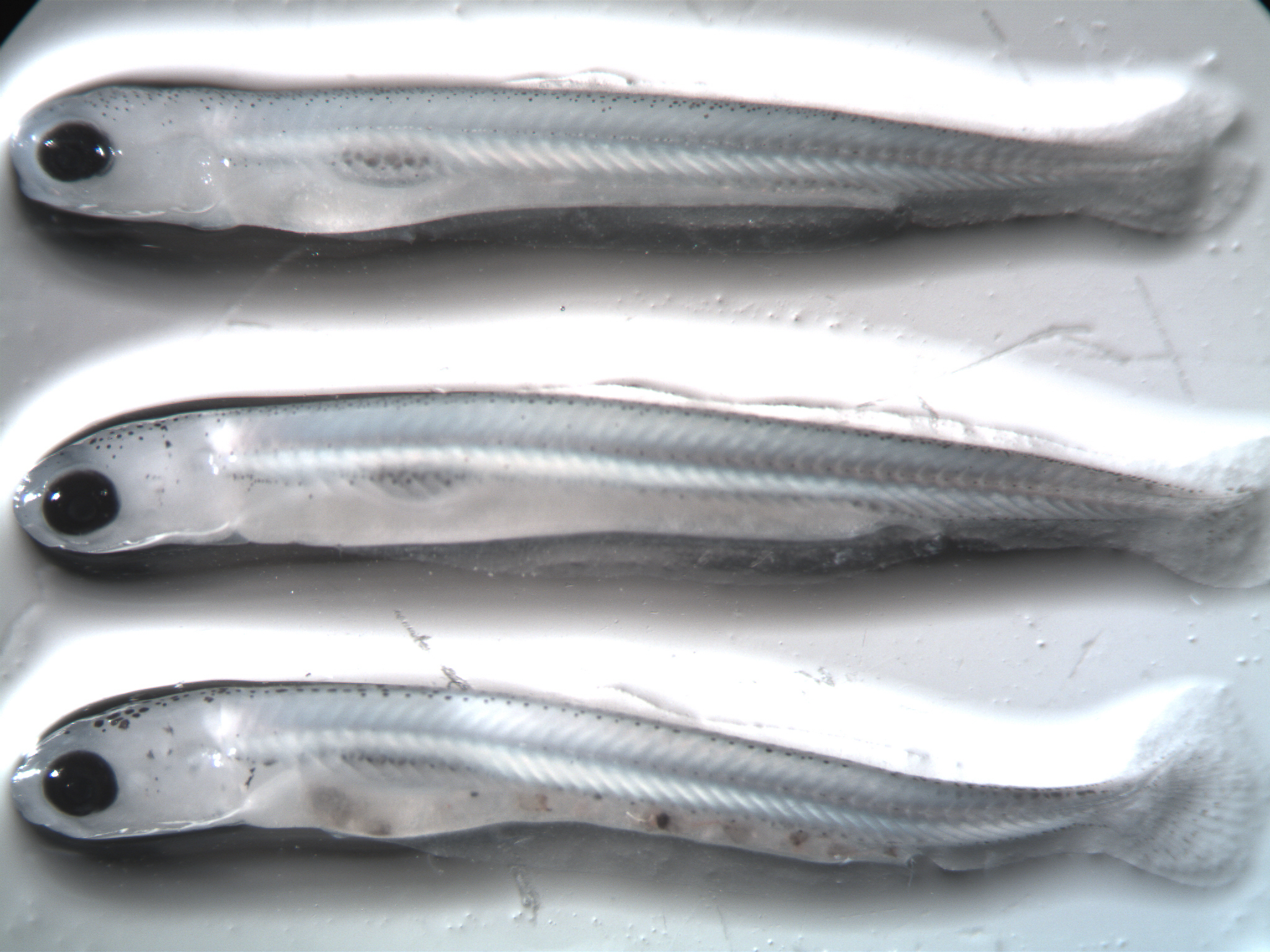 The only way to tell razorback sucker larvae (at bottom) from more common cousins like bluehead suckers (top) and flannelmouth suckers (middle) is through a microscope, using diagnostics like the density of back speckles and muscle fibers. Photo courtesy of ASIR