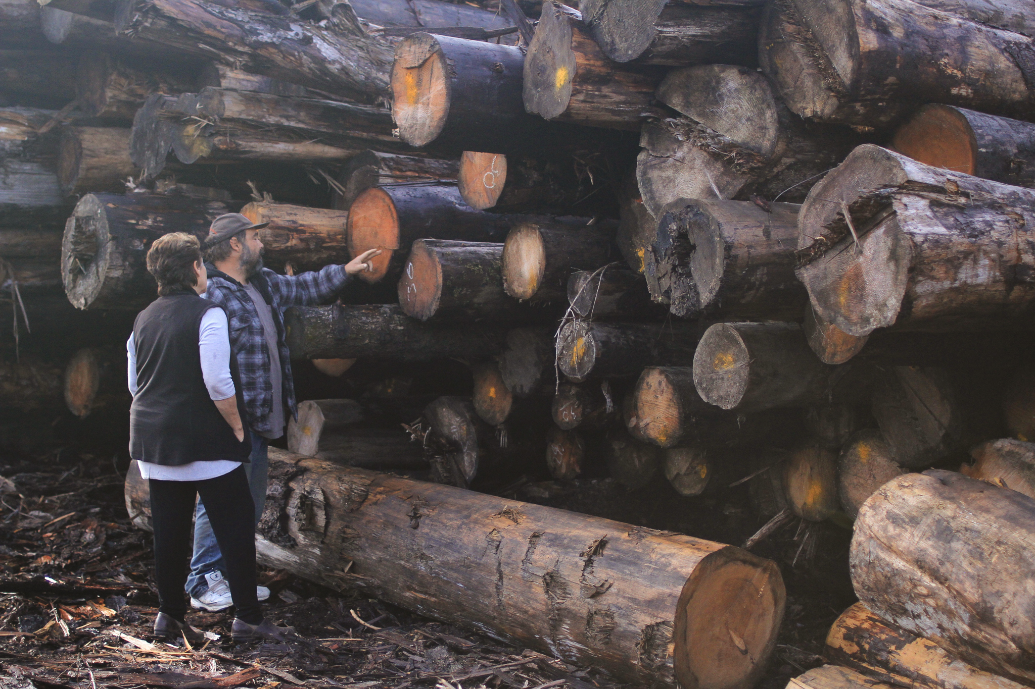 Good Faith sawyer Josh Kohn shows Oregon wood products engineer Catherine Mater some younger trees cut along the roadways to the mill’s Dargon Point timber sale, one of the Tongass National Forest’s first exclusively young-growth offerings.