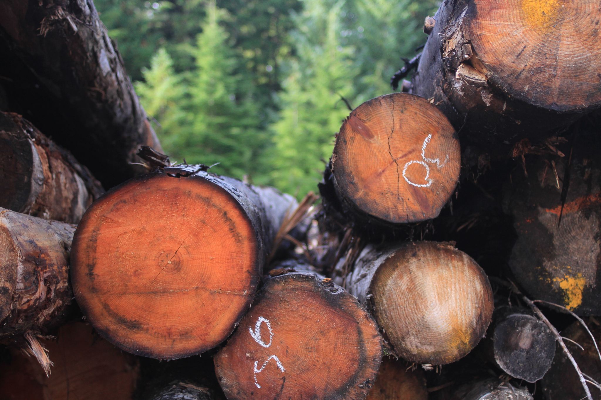 Young-growth Sitka spruce and western hemlock logs stacked along the edge of Good Faith Lumber’s wood lot, near Thorne Bay, Alaska.