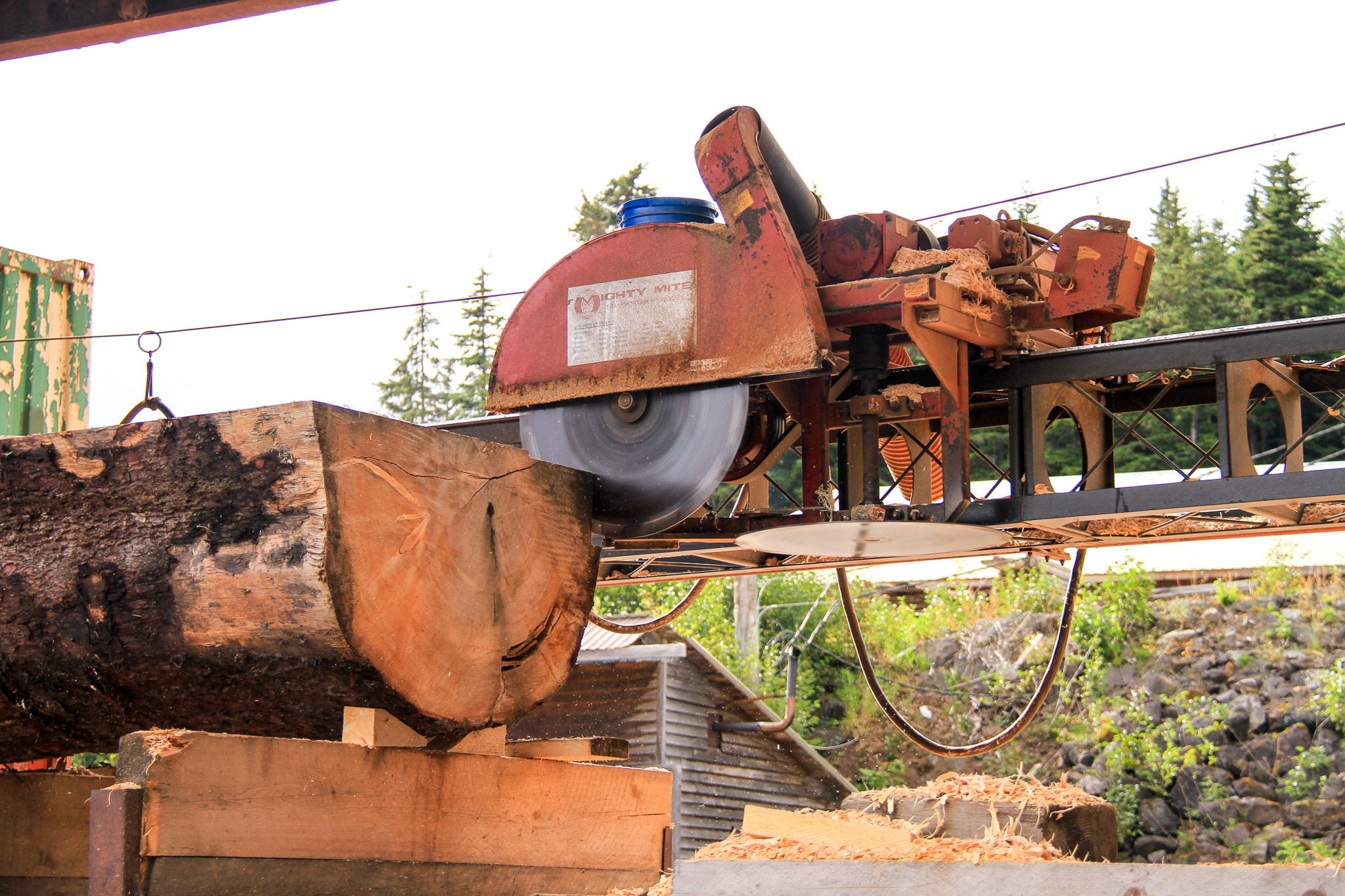 An old growth Sitka spruce log is processed at Icy Straits Lumber in Hoonah, Alaska, on Chichagof Island. The tree was cut for carving a tribal canoe, but contained rot, so the mill is cutting it for other products.