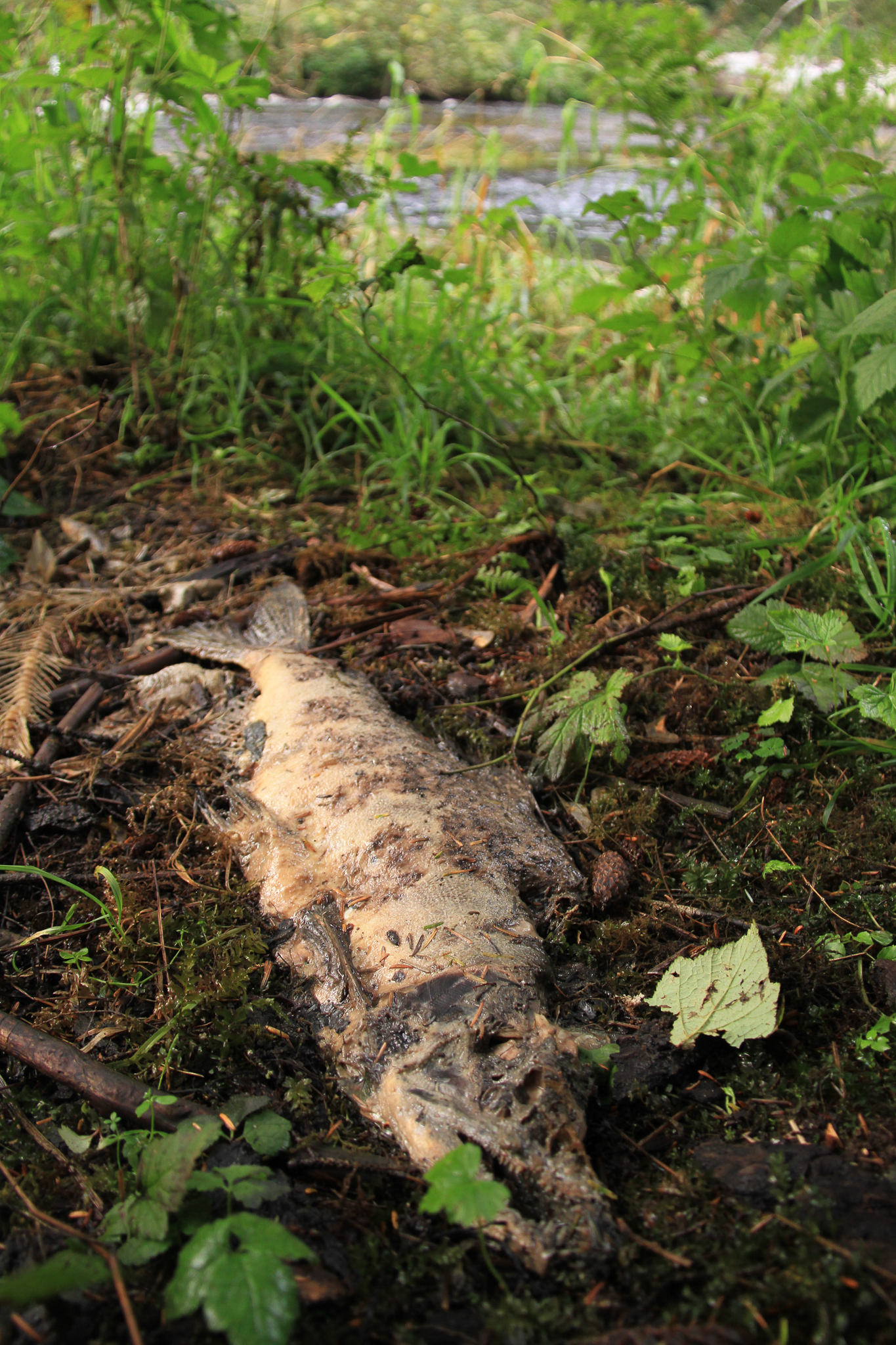 In the Tongass, bears, wolves and other creatures drag salmon into the forest, where ocean nutrients help feed giant trees.