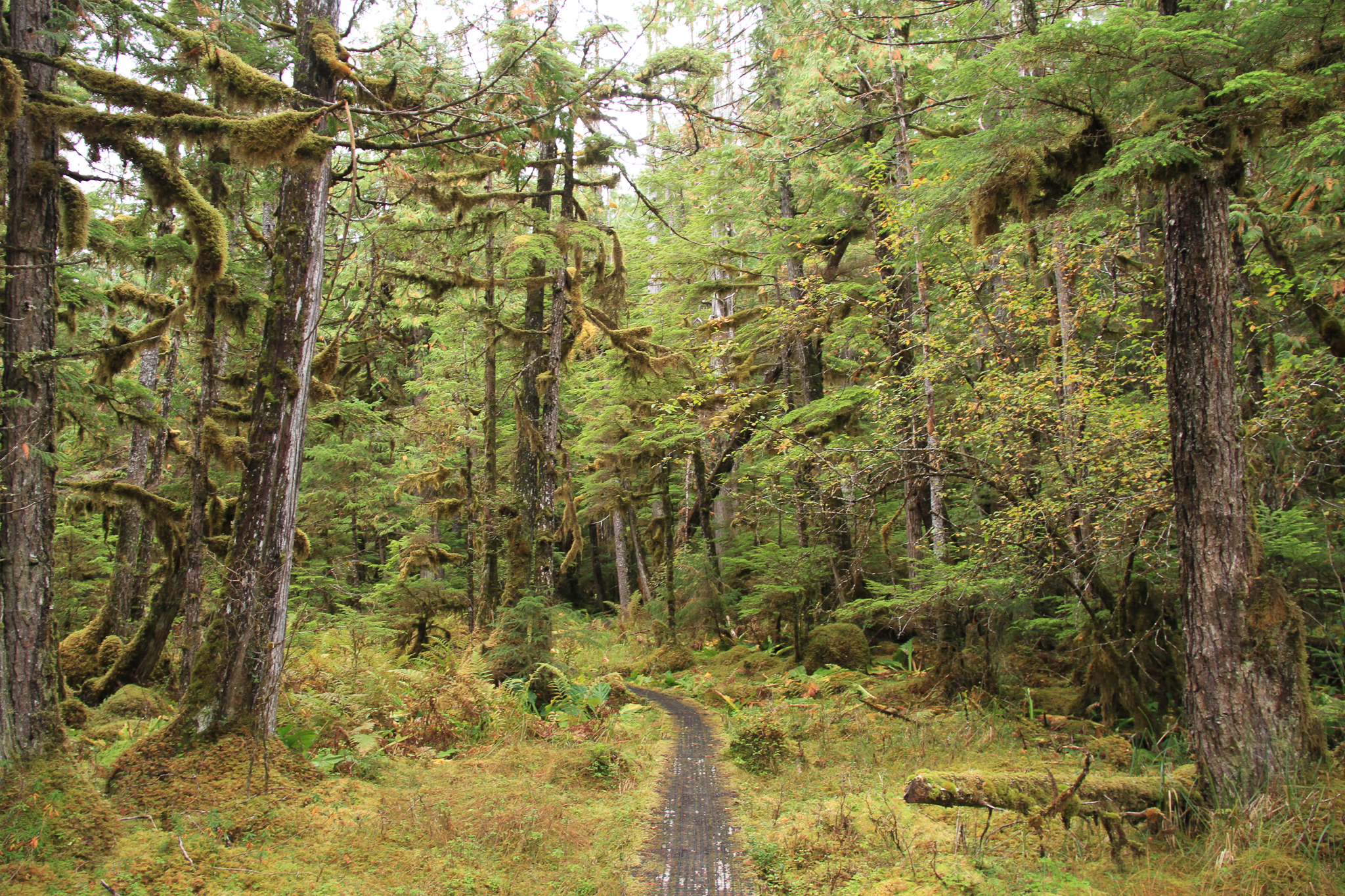 Old-growth forest in the Tongass varies wildly in size and shape. Here’s some stubbier stuff in a bog along Hatchery Creek Trail near Coffman Cove, Prince of Wales Island, Southeast Alaska.