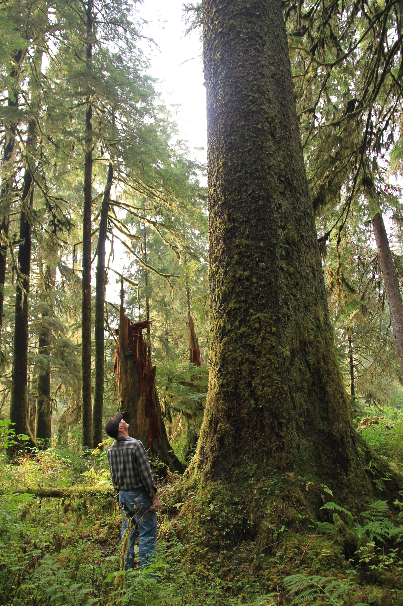 Michael Kampnich, a community organizer with The Nature Conservancy on Prince of Wales Island, looks up at an old growth Sitka spruce in the Honker Divide.