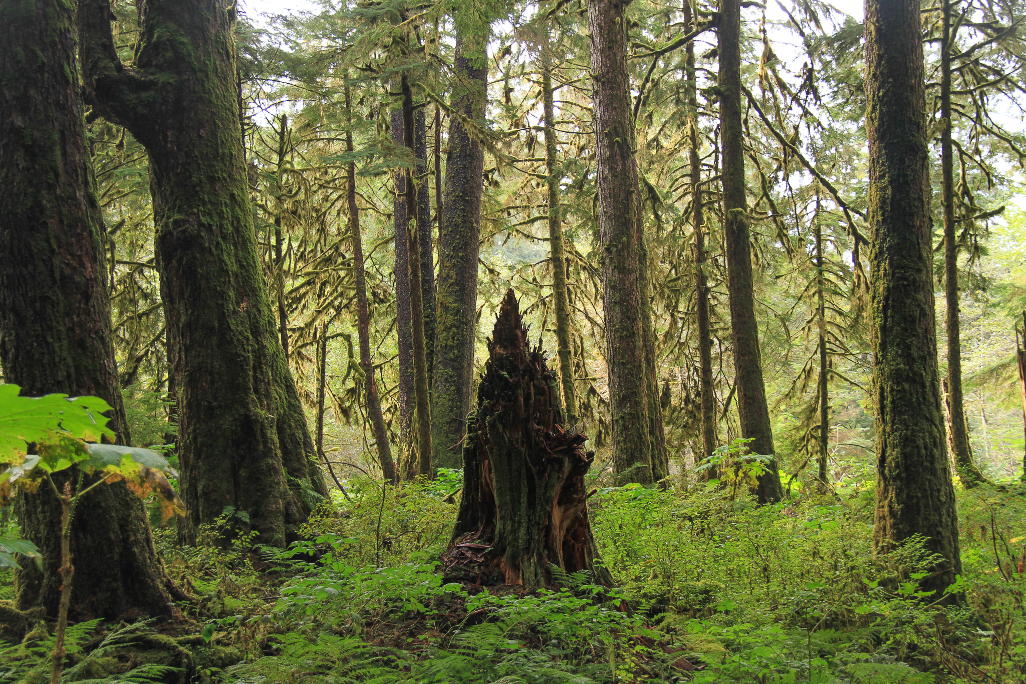 A decaying snag in old growth forest inside the protected Honker Divide on Prince of Wales Island, Southeast Alaska.