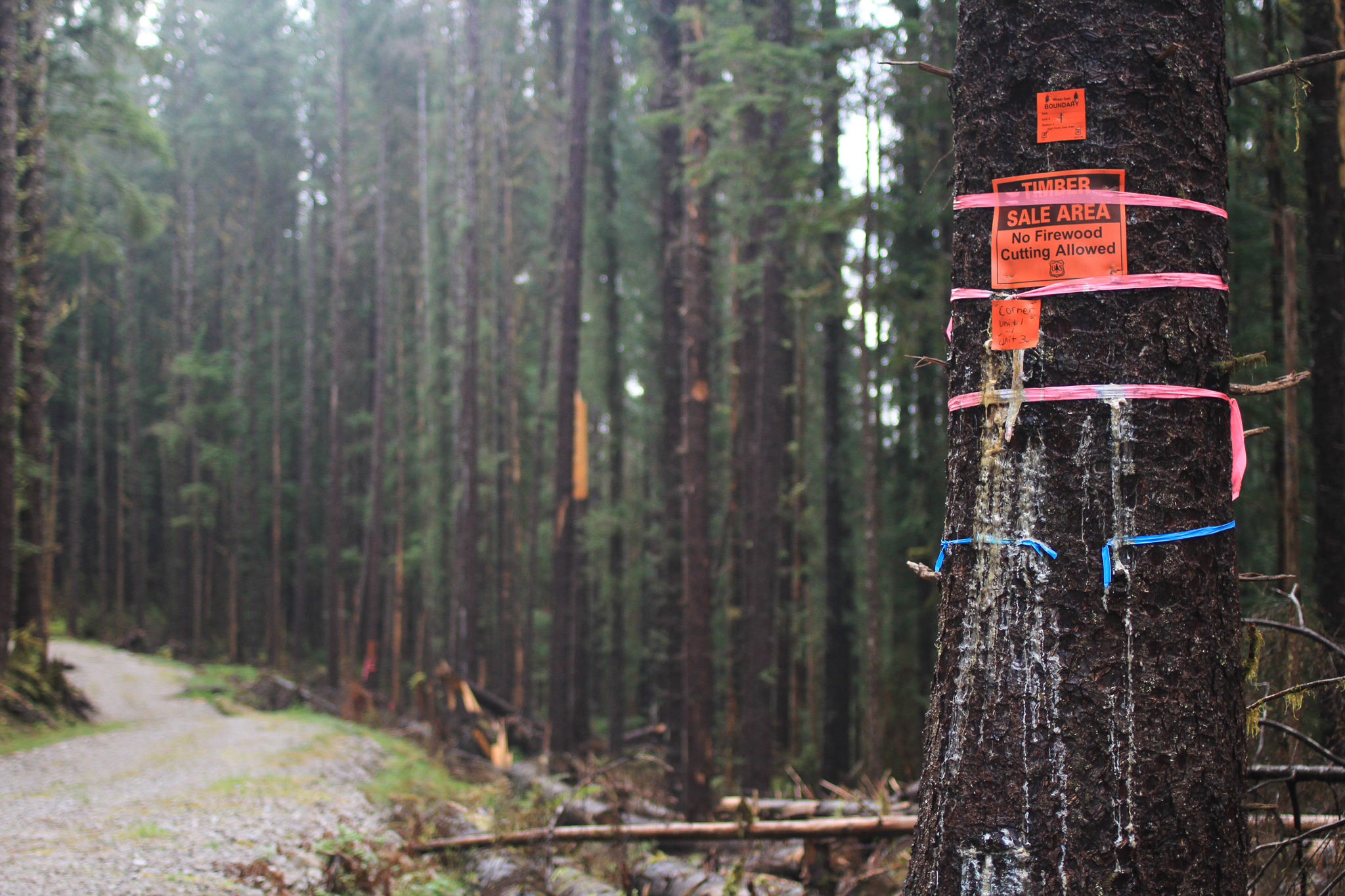 The Dargon Point timber sale was one of the first exclusively young growth timber sales to be offered by the Tongass National Forest. Good Faith Lumber bought the sale in 2015.