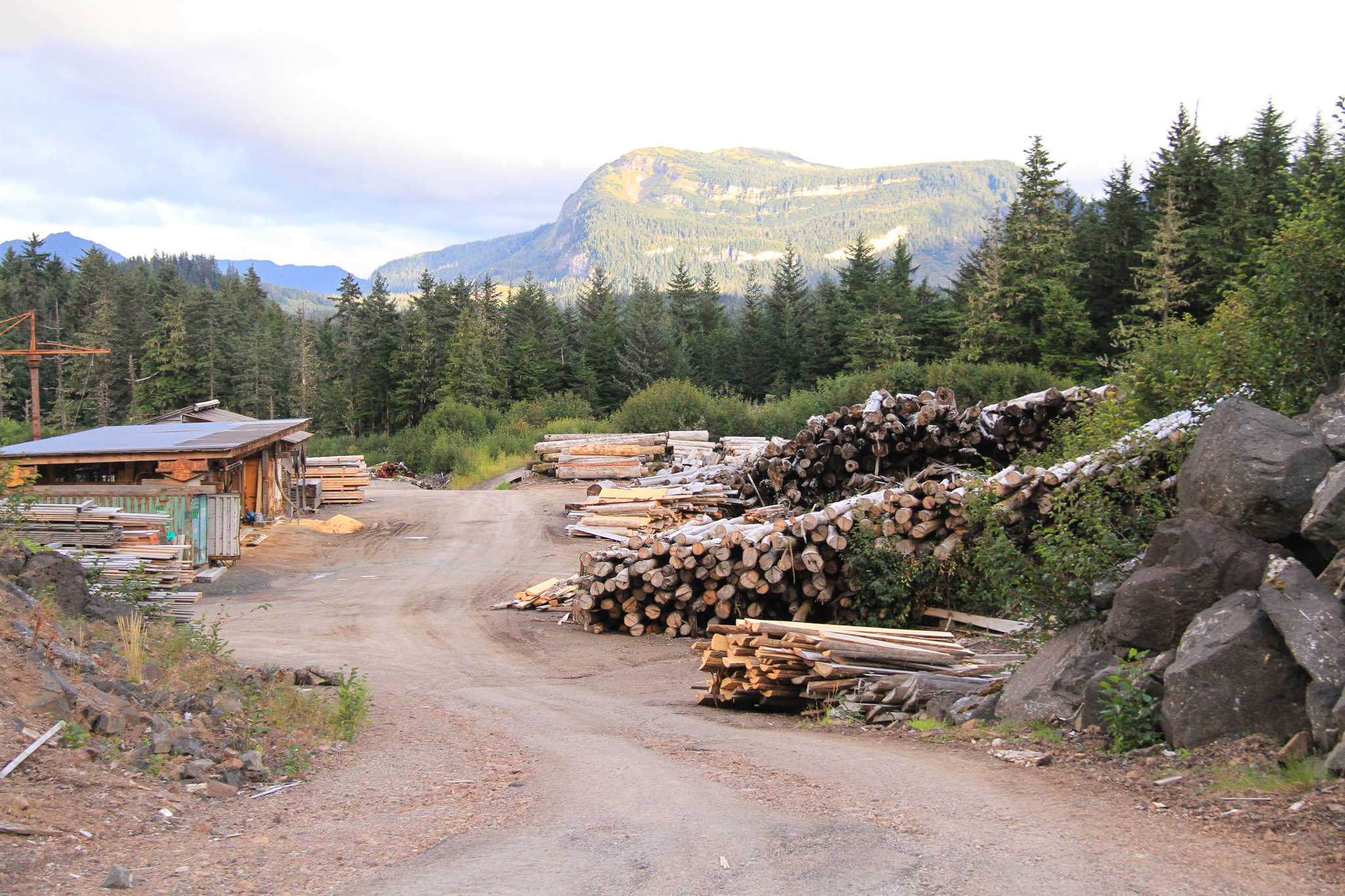 The log yard at Icy Straits Lumber, near Hoonah, Alaska, on North Chichagof Island. The mill’s owner, Wes Tyler, experiments with just about any wood he can get his hands on, including young growth, but he still relies mostly on old-growth timber.