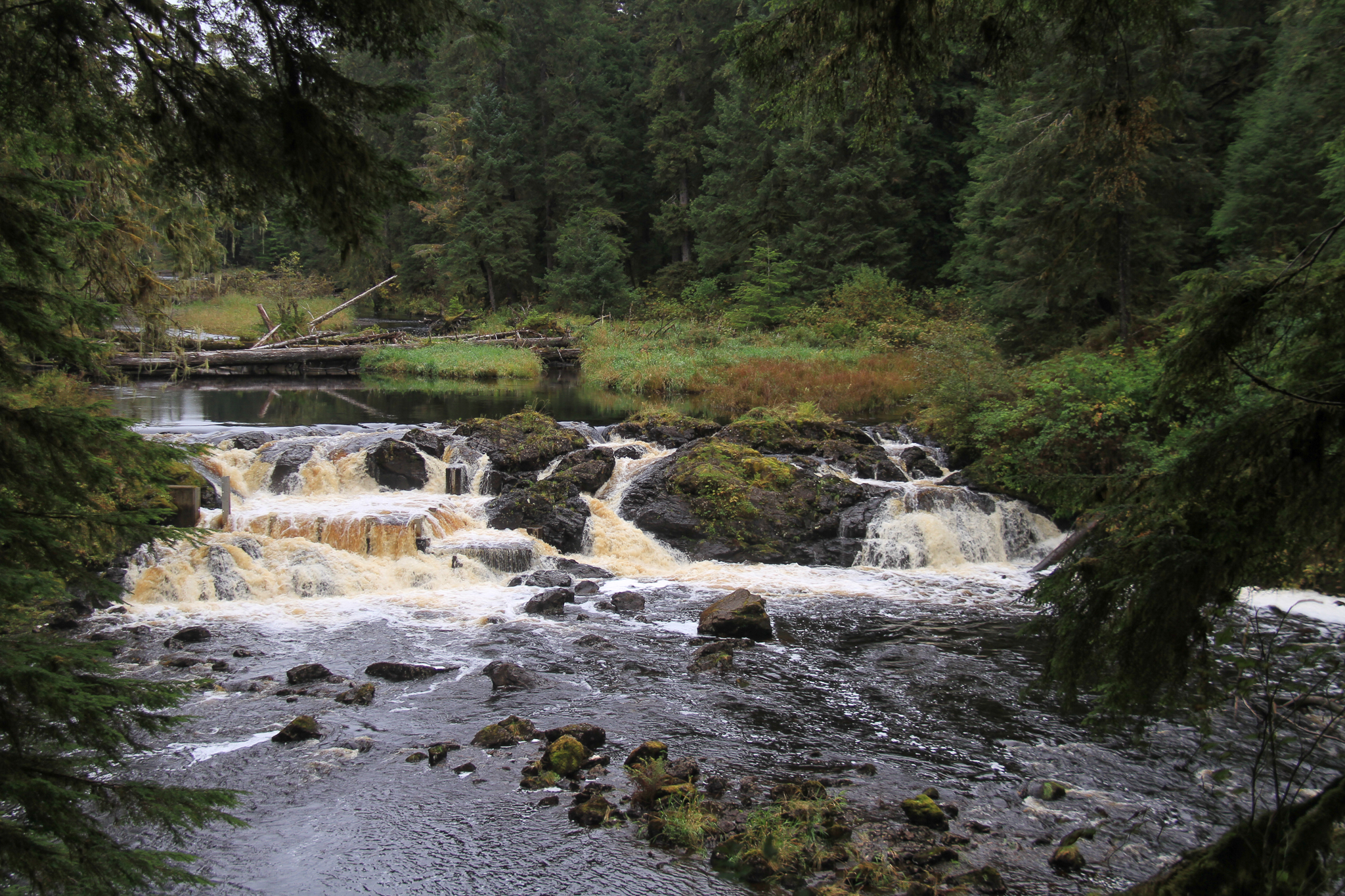 Hatchery Creek in old-growth forest on Prince of Wales Island.