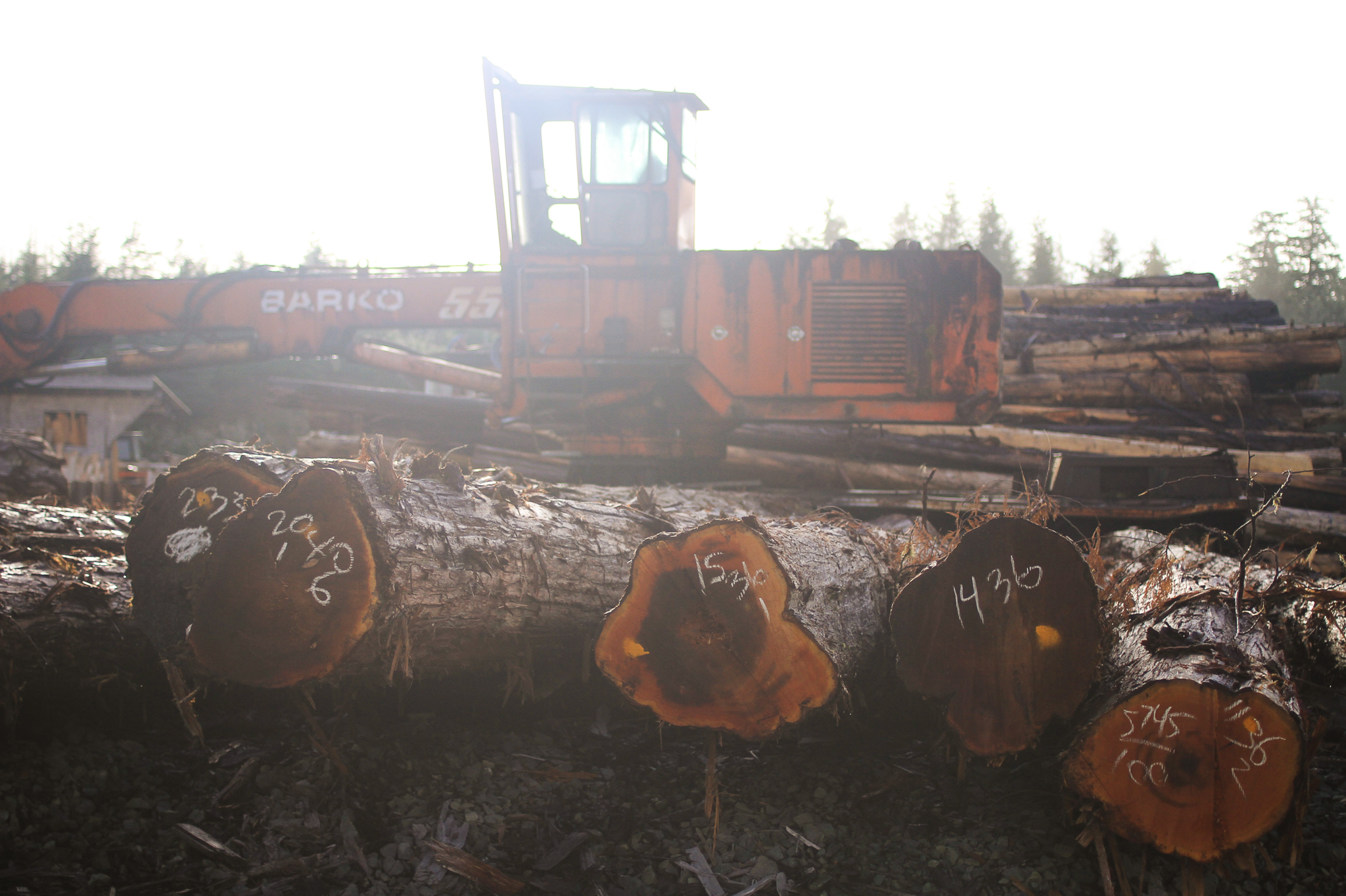 Stacks of ancient red cedar surround a log shovel at Good Faith Lumber on Prince of Wales Island. Like all Southeast Alaska mills, Good Faith relies on access to old-growth trees to survive.