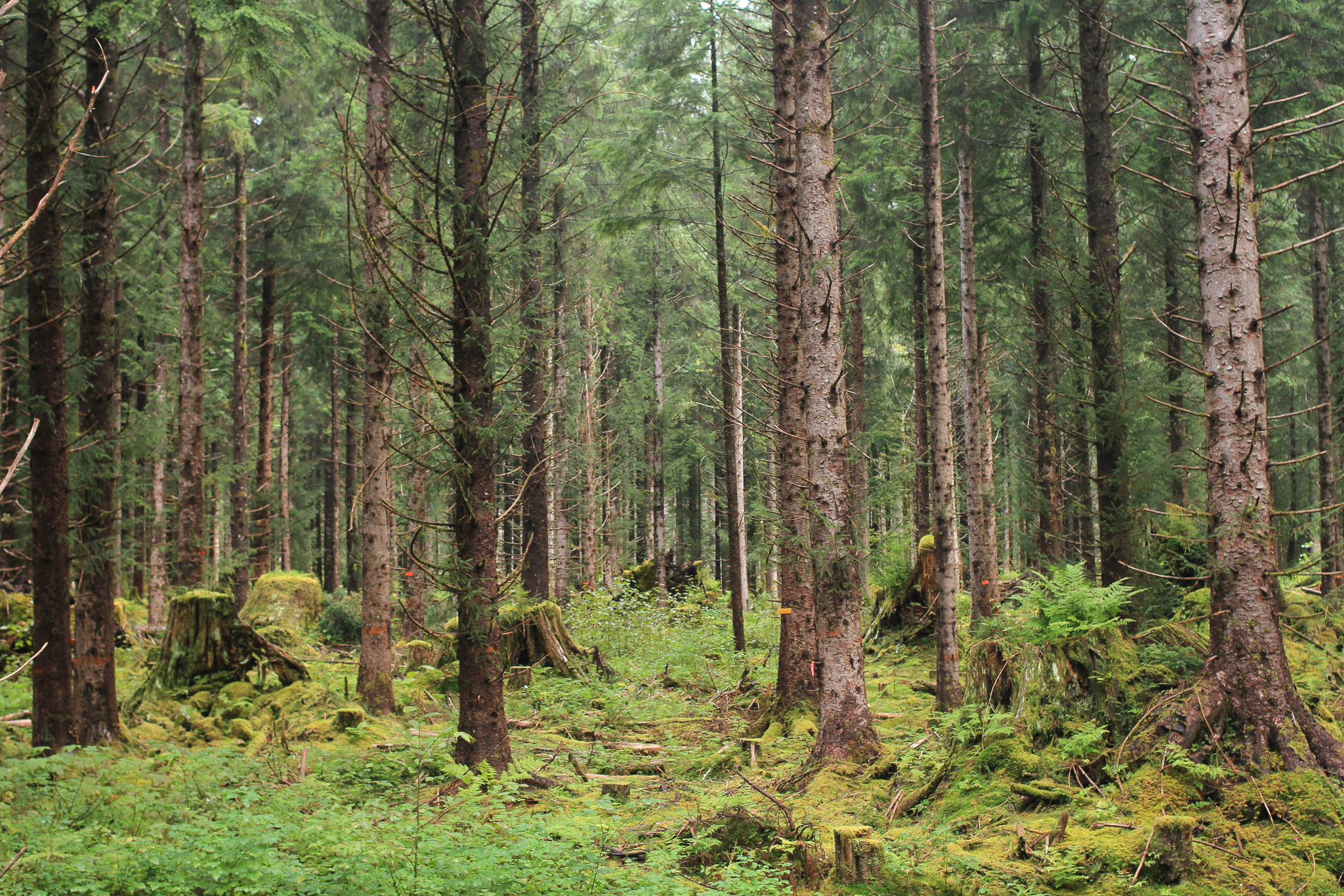 A young-growth stand that has been thinned in the Maybeso Experimental Forest on Prince of Wales Island.