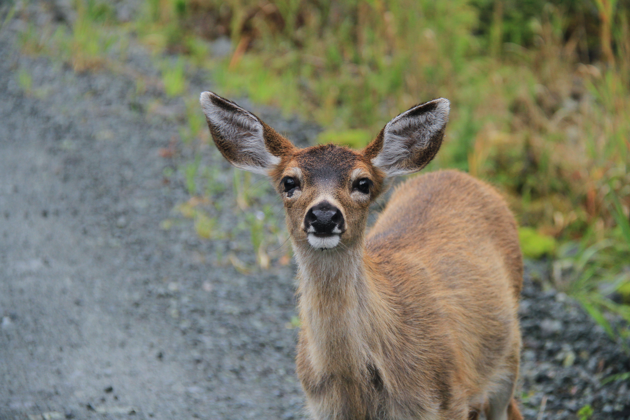 Sitka blacktailed deer are a small subspecies of mule deer native to Southeast Alaska, and a major subsistence food source for rural residents of southeast Alaska. The deer rely on old growth forest habitat for shelter and forage during heavy snow years.