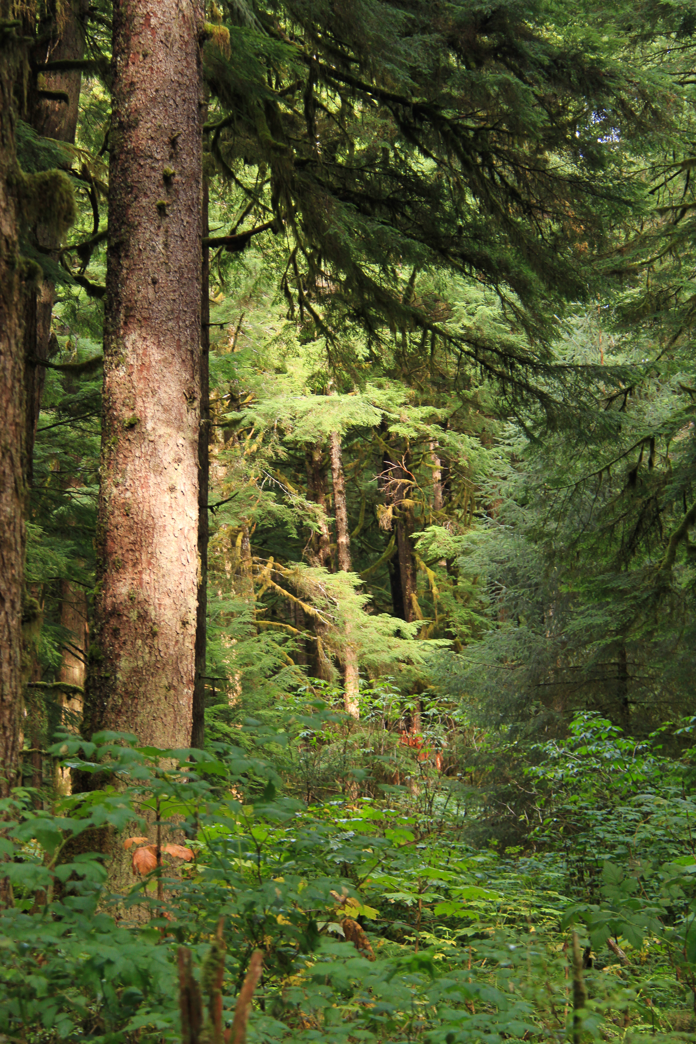 Old-growth forest in the protected Honker Divide, Prince of Wales Island.