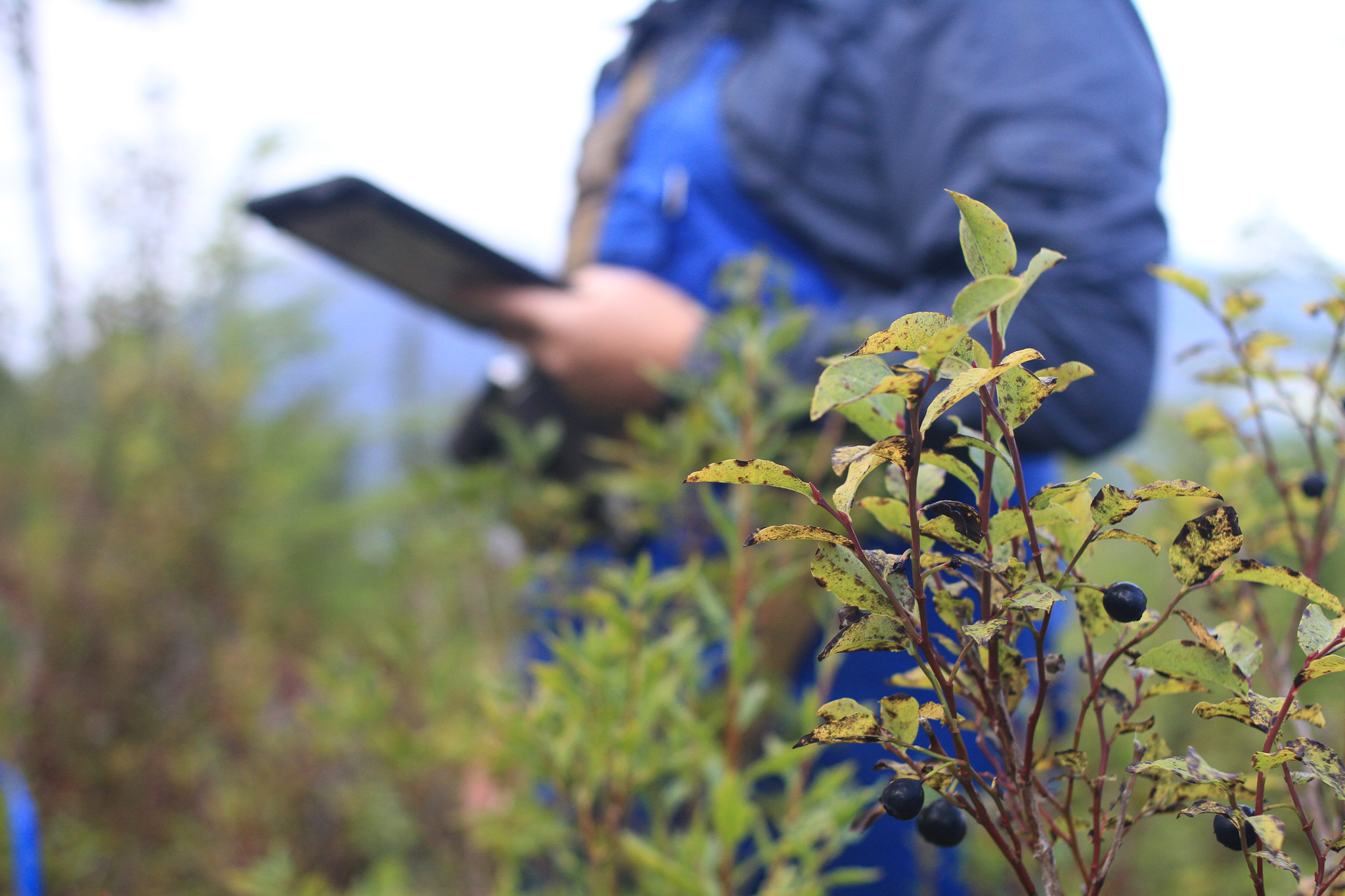 Blueberry bushes grow at the site of an old clearcut on Southeast Alaska’s Chichagof Island. Bob Christensen, an ecologist, takes notes in the background as the crew he oversees surveys the types of plants growing back on the cut slope.