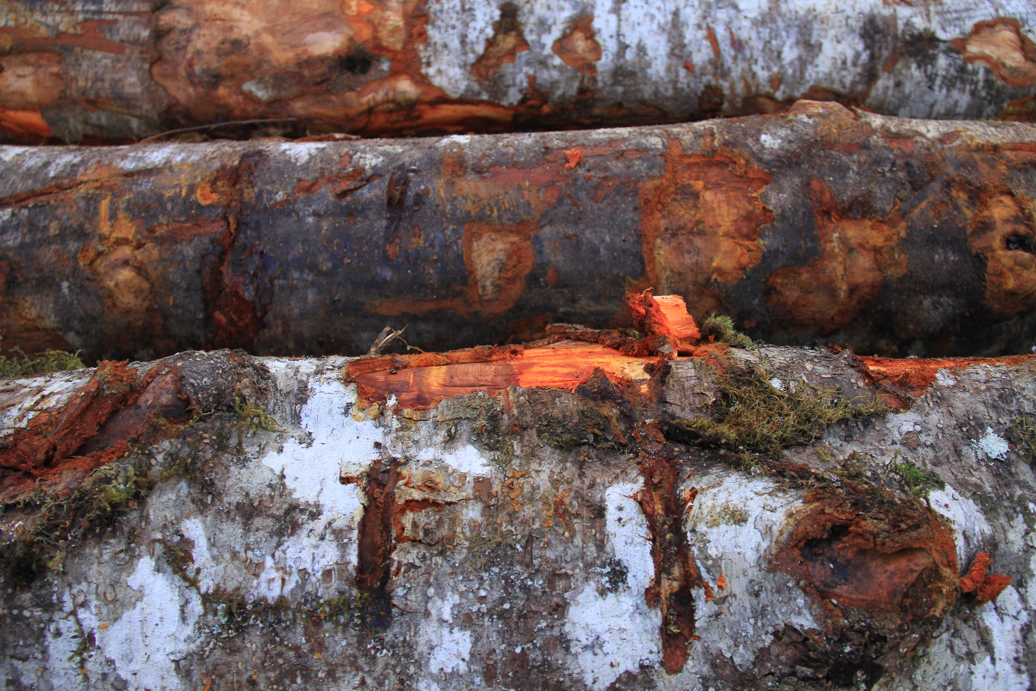 Young-growth red alder trees at Icy Straits Lumber, near Hoonah Alaska. Miller owner Wes Tyler is experimenting with turning the beautiful wood into tables.
