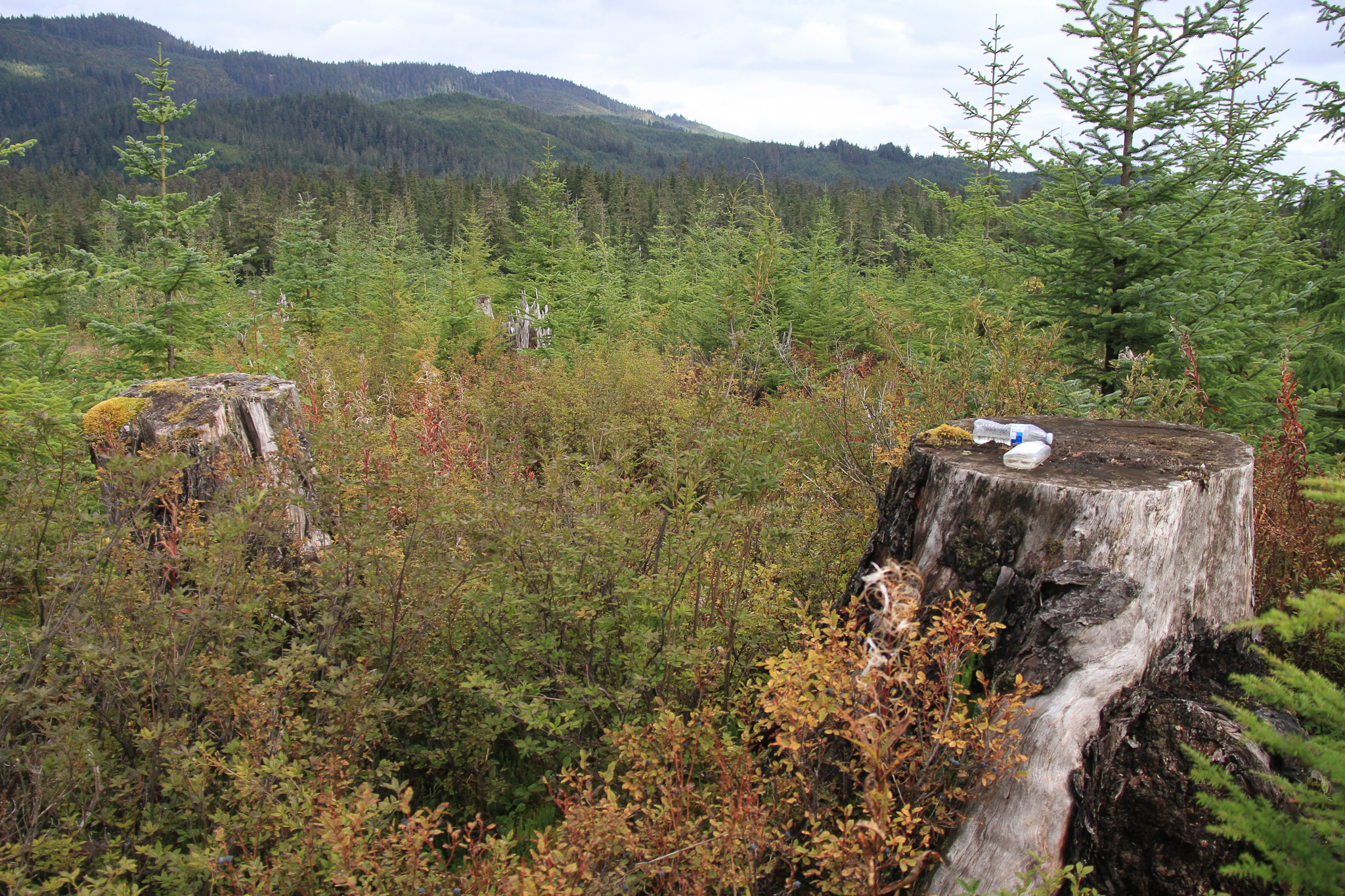 Old growth tree stumps on a recovering clearcut outside of Hoonah, Alaska, on Chichagof Island.