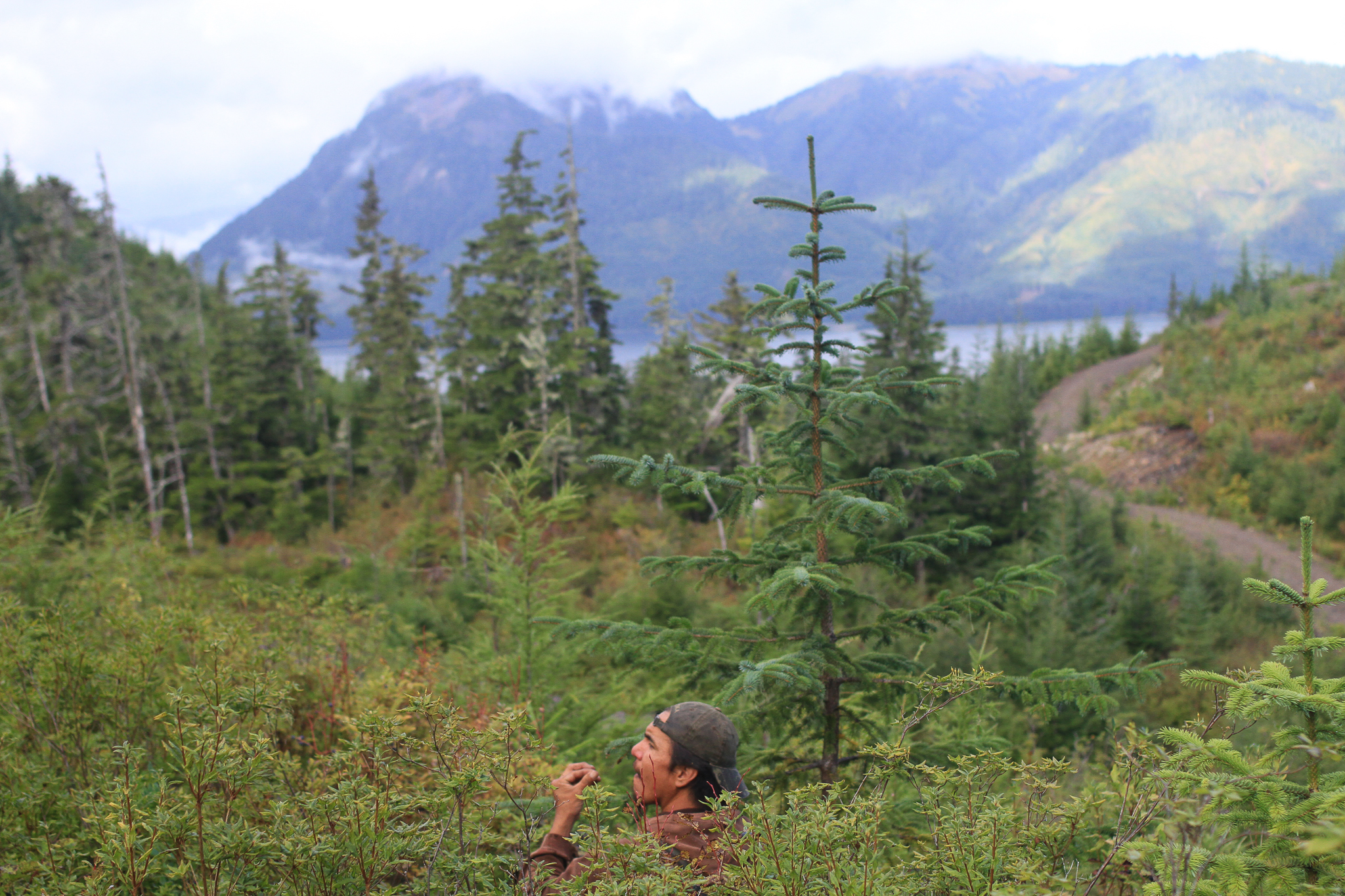 Hoonah Native Forest Partnership tech Phillip Sharclane takes a moment to sample blueberries during a vegetation survey in an old clearcut on Southeast Alaska’s Chichagof Island.