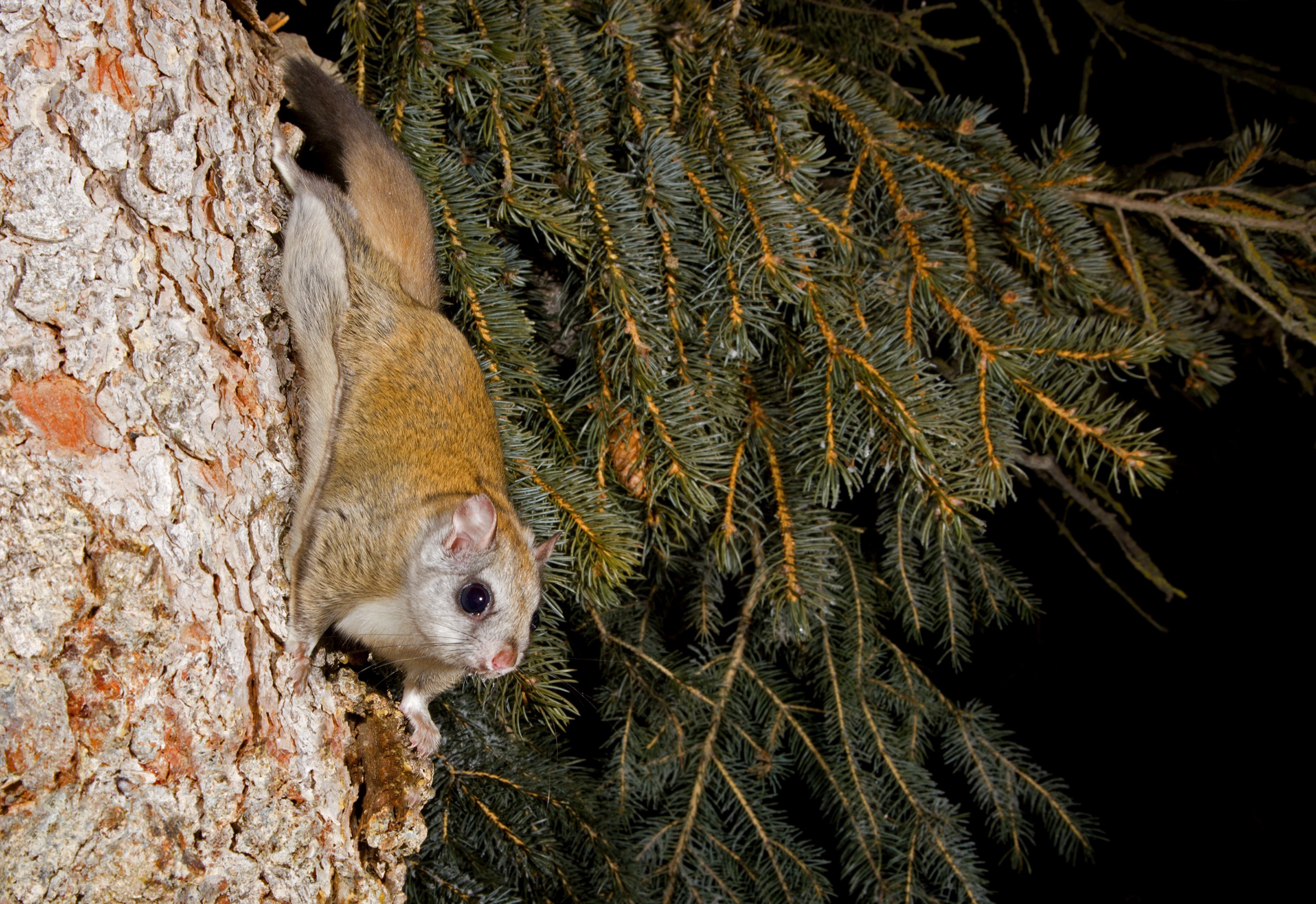 There are more than 40 species of flying squirrels in the world, two of which—the northern and southern flying squirrels—occur in North America. The northern flying squirrel (featured in this article) ranges across Canada, Alaska, and the northern United States, typically occupying cool mountain zones as far south as North Carolina.
