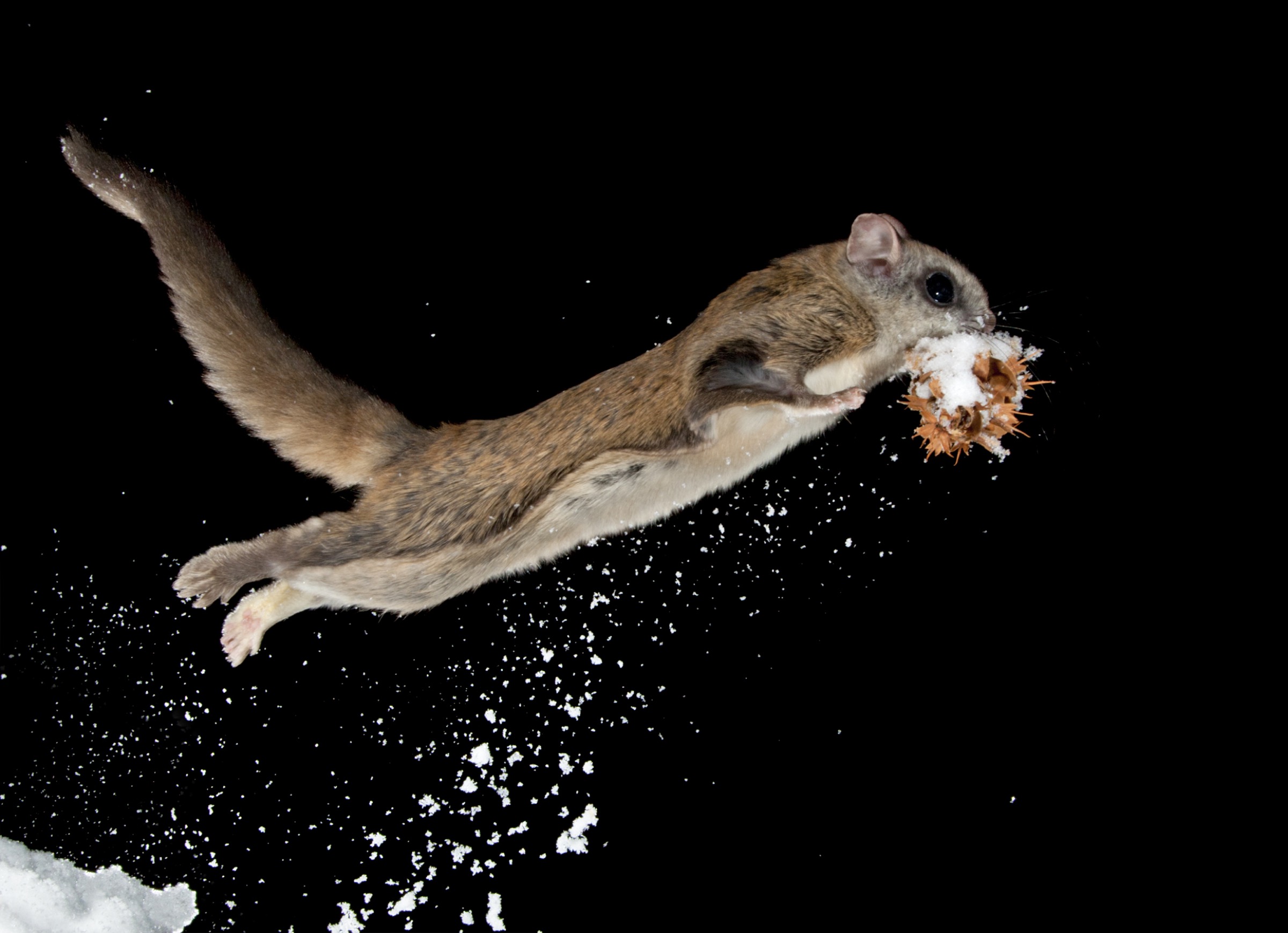 Flying squirrels are most vulnerable when on the ground as they rearrange cones and fungi in their food caches buried under the snow. Their defense is an explosive jump accompanied by an eruption of snow that tends to startle potential predators, buying the squirrels precious time to escape.
