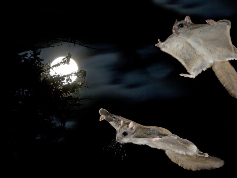 During mating season, flying squirrels engage in dizzying aerial acrobatics far exceeding the routine glides typically observed in the laboratory settings.