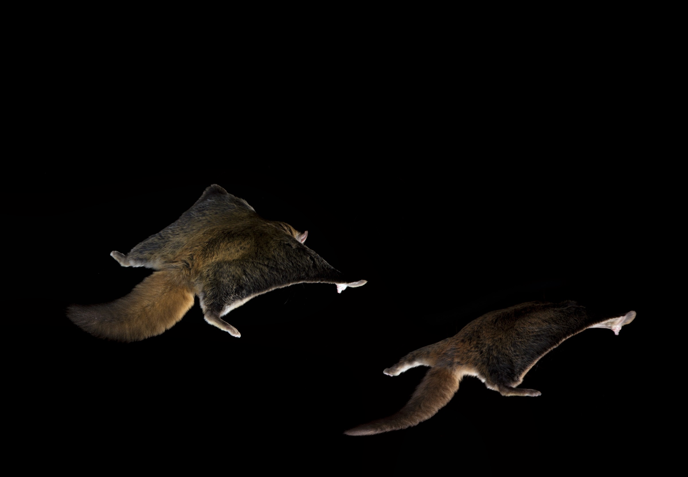 Flying squirrels have a unique ability to flatten the fur on the patagium and tail, producing characteristic, almost paper-thin silhouettes that float through the air during prolonged glides over mountain valleys.
