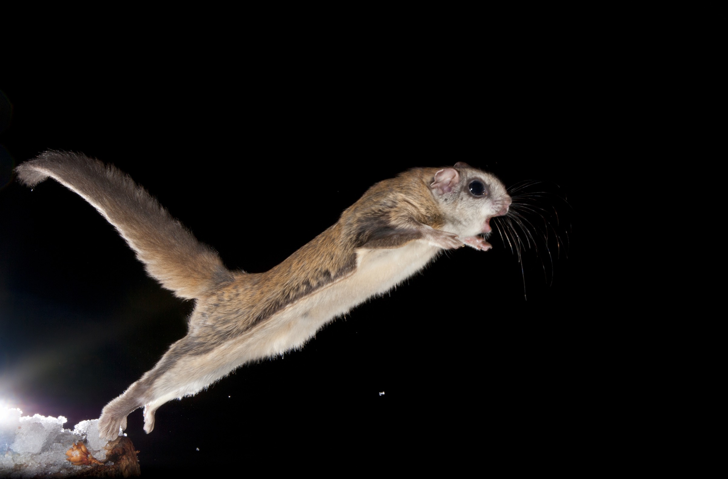 To initiate a glide, flying squirrels launch themselves into the air with an explosive jump that’s twice as powerful as a kangaroo’s, covering more than eight meters in a single second.