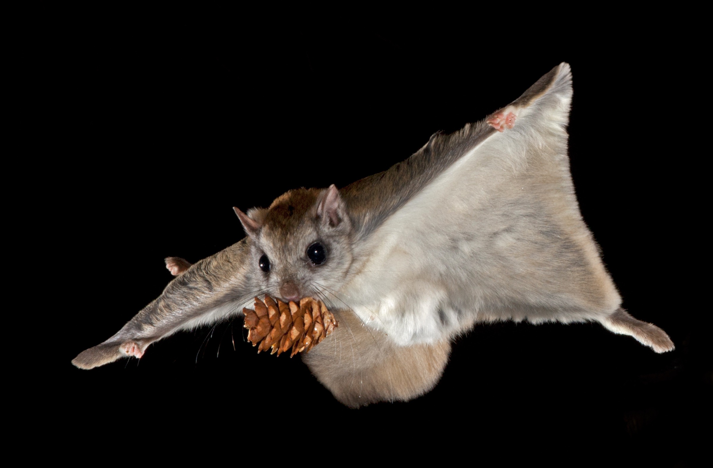 The squirrel initiates a high-speed mid-air turn by independently moving wing tips, adjusting membrane angles, and changing limb positions on their left and right sides. They can do this even when carrying additional weight.