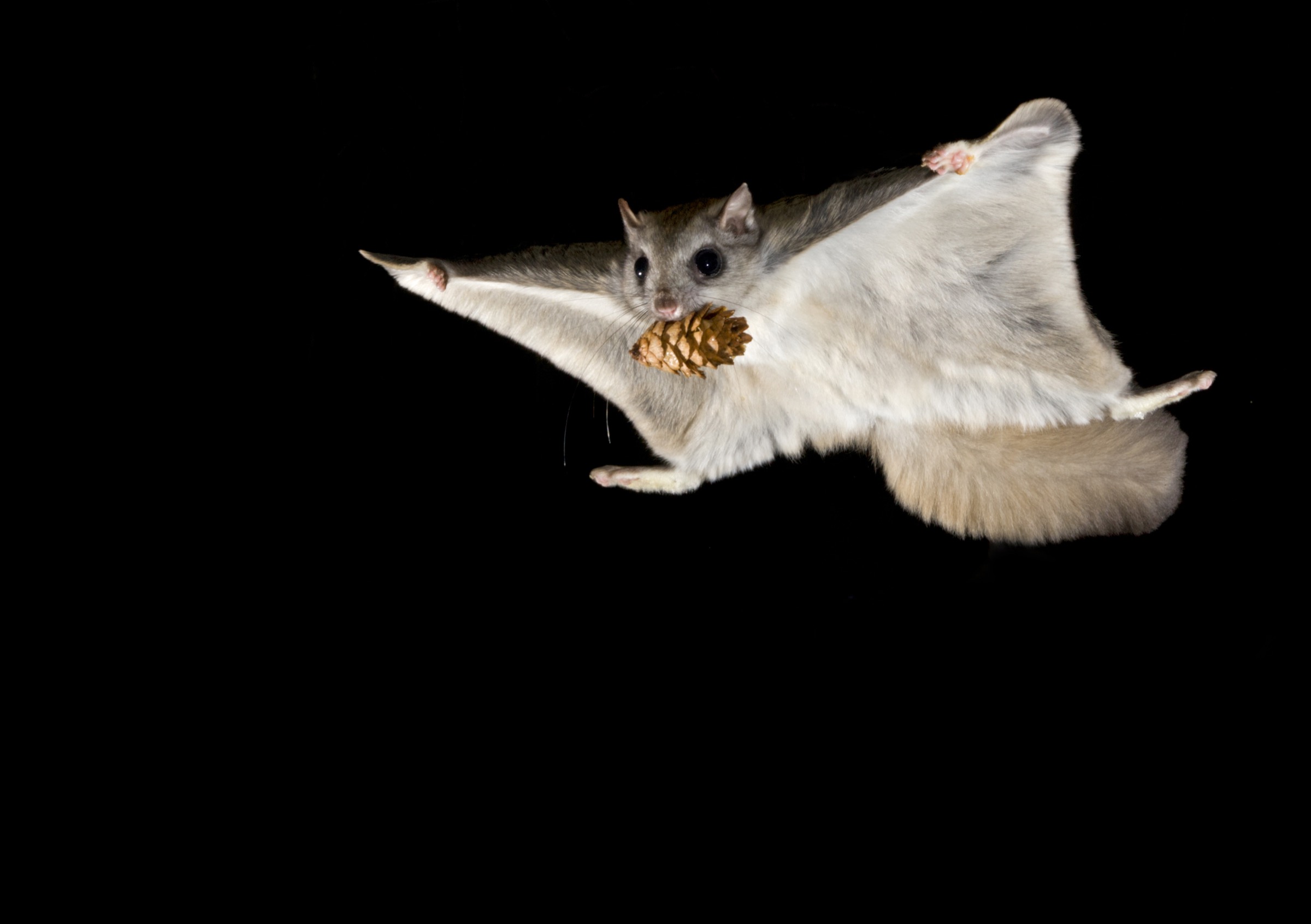 Flying squirrels cruise through the night forest at extraordinarily high speeds, a feat they accomplish by actively directing airflow from a curved membrane that stretches between their necks and wrists toward the main patagium just behind it.