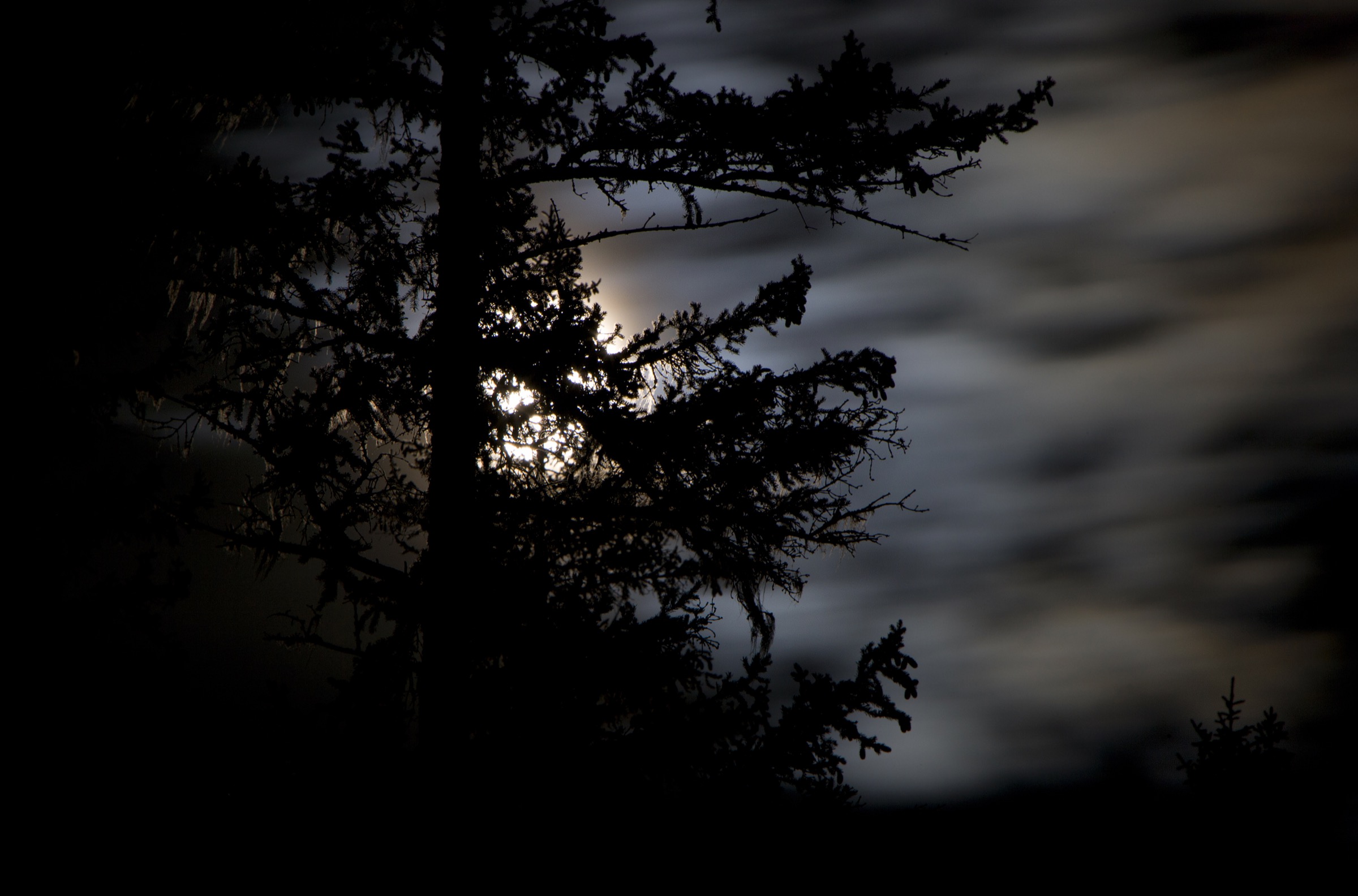 Strictly nocturnal, flying squirrels are most active just after midnight and travel through the dark forest along regular routes that link their numerous ground caches.