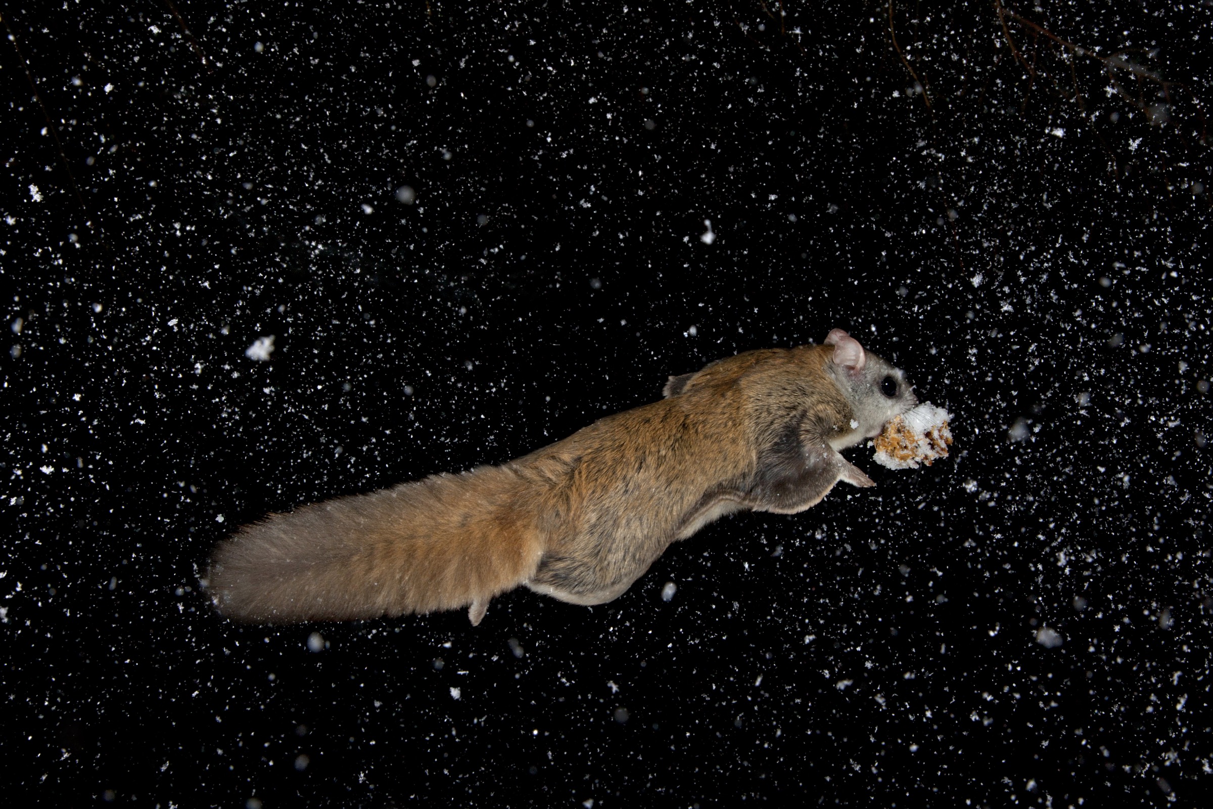 Flying squirrels are the original flexible-wing aircraft. By actively moving their limbs during various stages of a flight, the squirrels are able to morph their shape from that of an agile jet outline during take-offs and aerial pursuits to that of a long-range cruiser during the middle portion of glides.