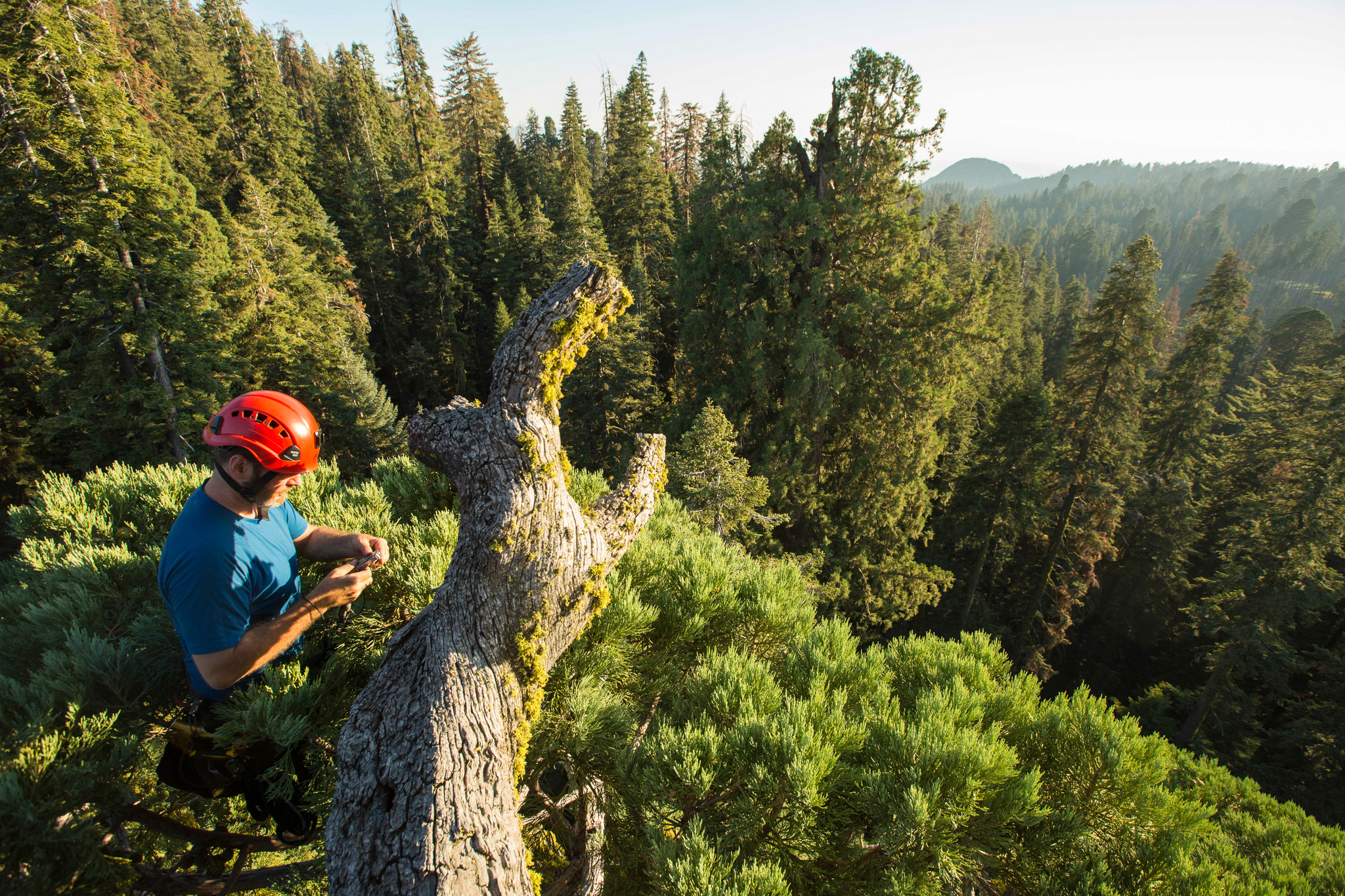 Anthony Ambrose, a scientist at UC Berkeley, collects foliage samples at the top of a giant sequoia tree to measure the impacts of drought and climate change.