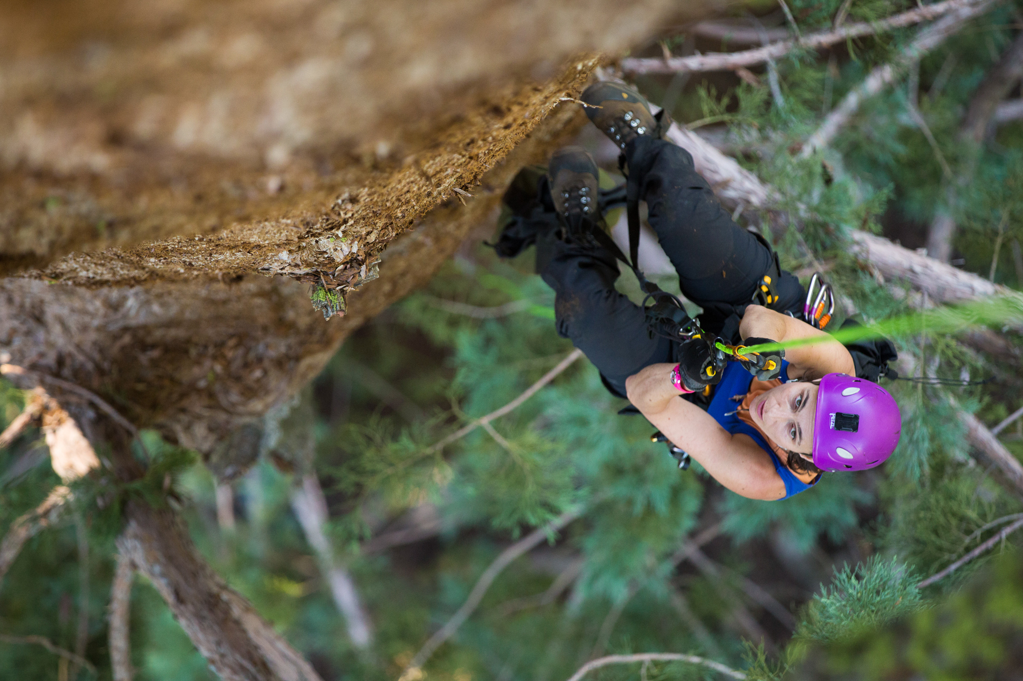 Wendy Baxter, a scientist at UC Berkeley, uses a technique called "jugging" to ascend into the crowns of the giant sequoia trees in Sequoia National Park.