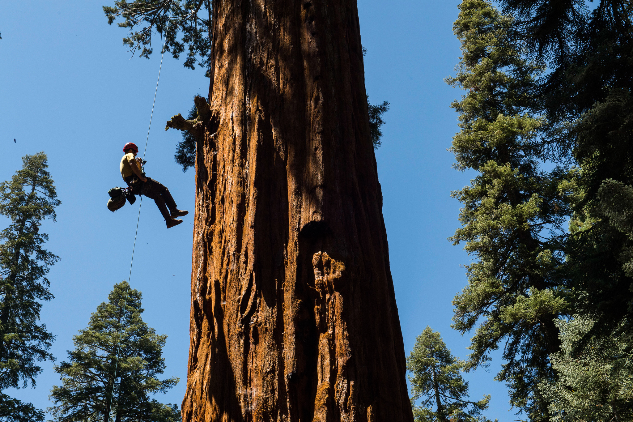 Anthony Ambrose rappels down a fixed rope out of a giant sequoia tree after taking foliage samples from different heights along the tree.