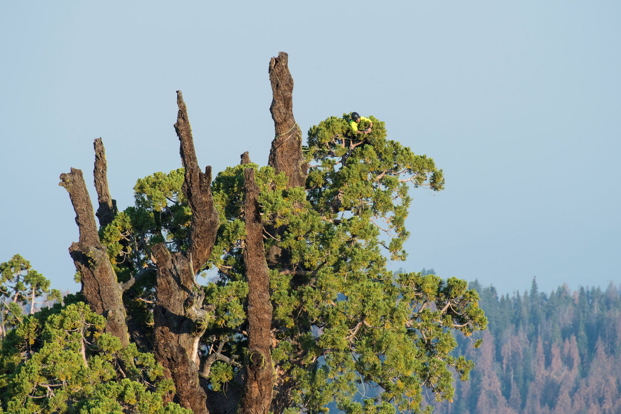 A volunteer working closely with scientists from UC Berkeley collects foliage samples from the top of a giant sequoia tree in Sequoia National Park.