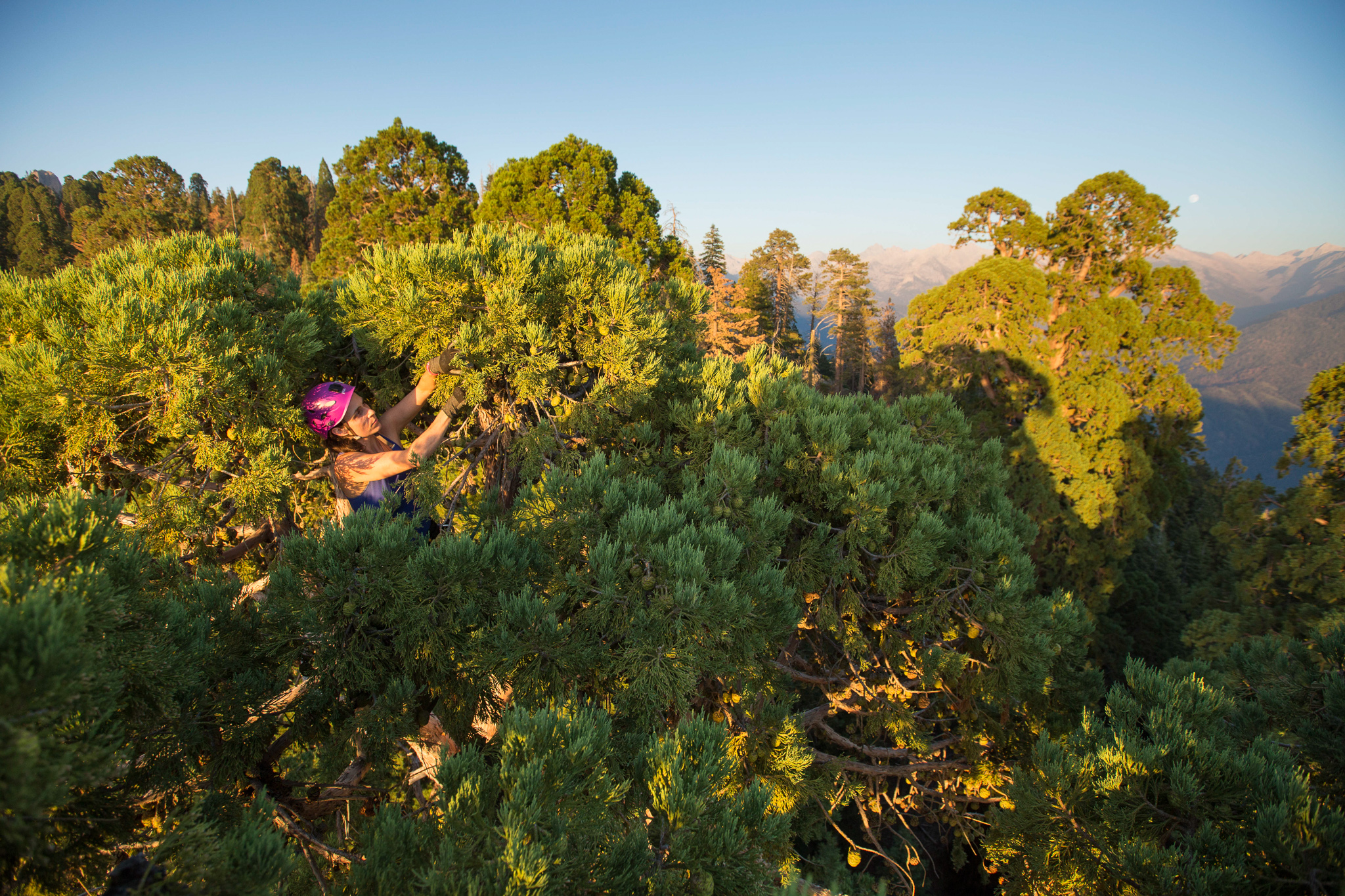 Wendy Baxter collects samples in the crown of a giant sequoia tree to study the effects of climate change on the forests of Sequoia National Park.