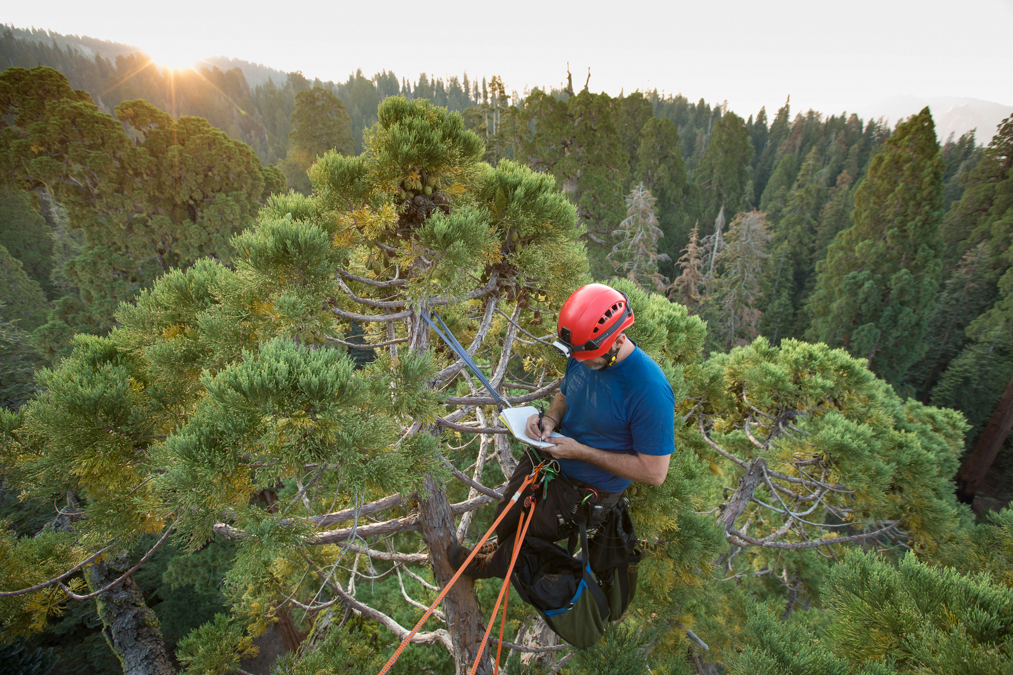 Atop the crown of a giant sequoia tree, Anthony Ambrose collects samples to study the effects of climate change on some of the largest trees in Sequoia National Park.