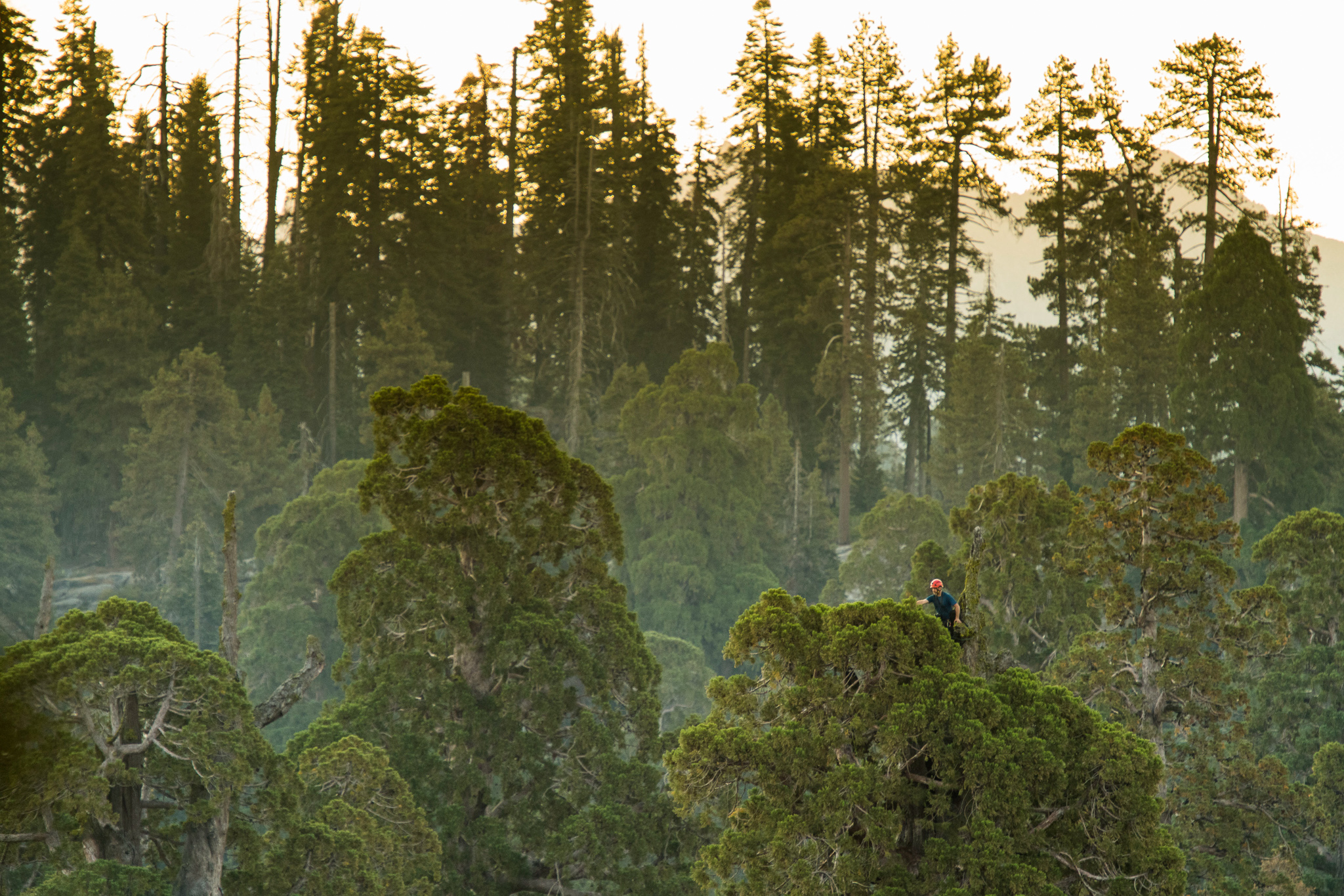 Anthony Ambrose collects foliage samples from the top of a giant sequoia tree in Sequoia National Park.