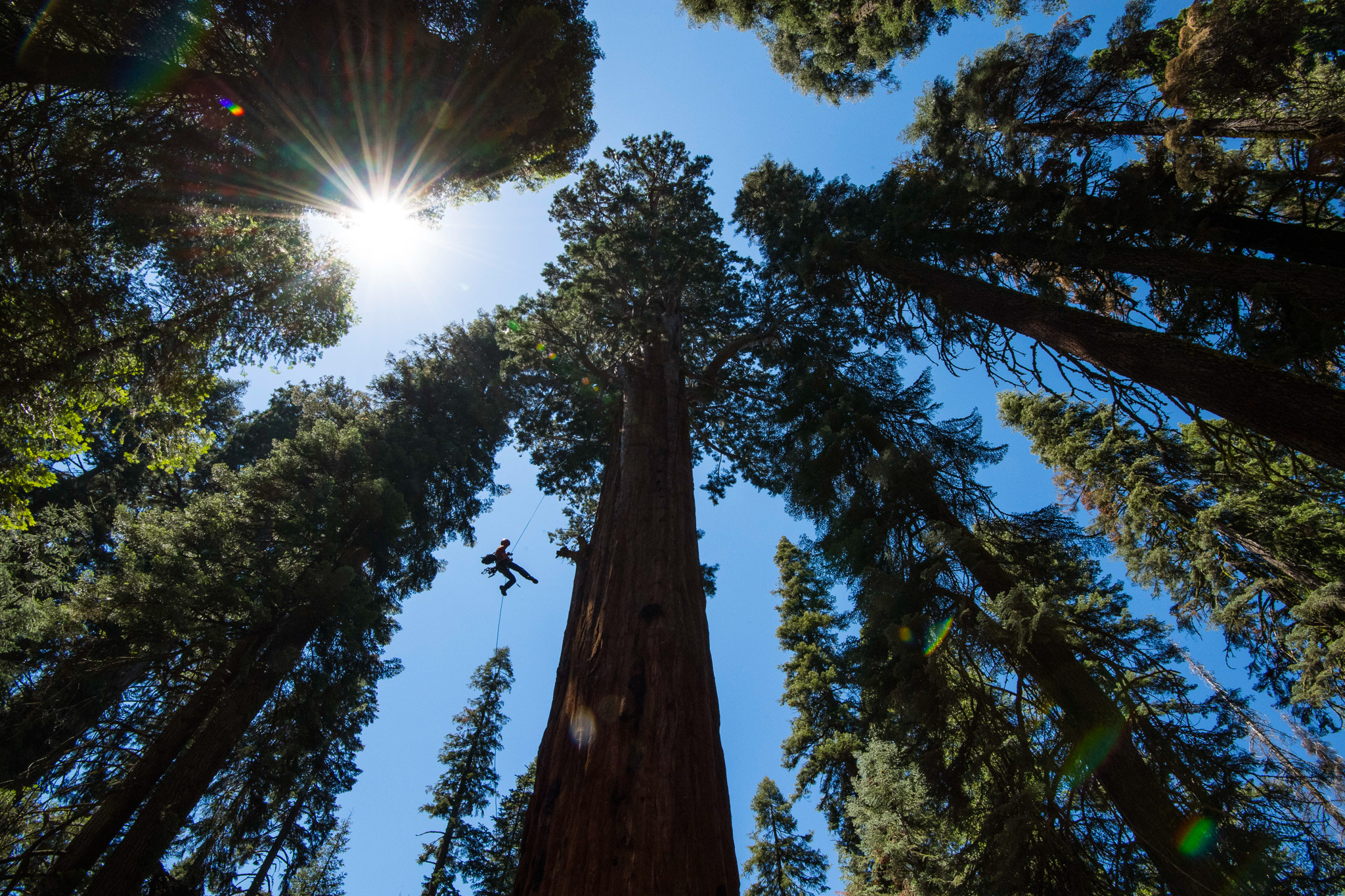 Photographer Lincoln Else ascends a fixed climbing rope to film scientists working within the giant sequoia trees.