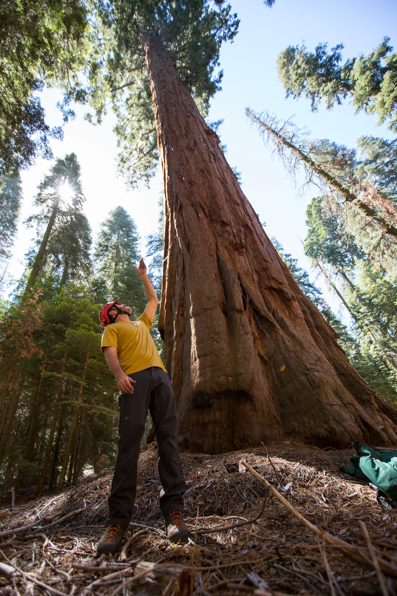 Anthony Ambrose describes the safety measures the team takes when climbing the giant sequoia trees in Sequoia National Park.