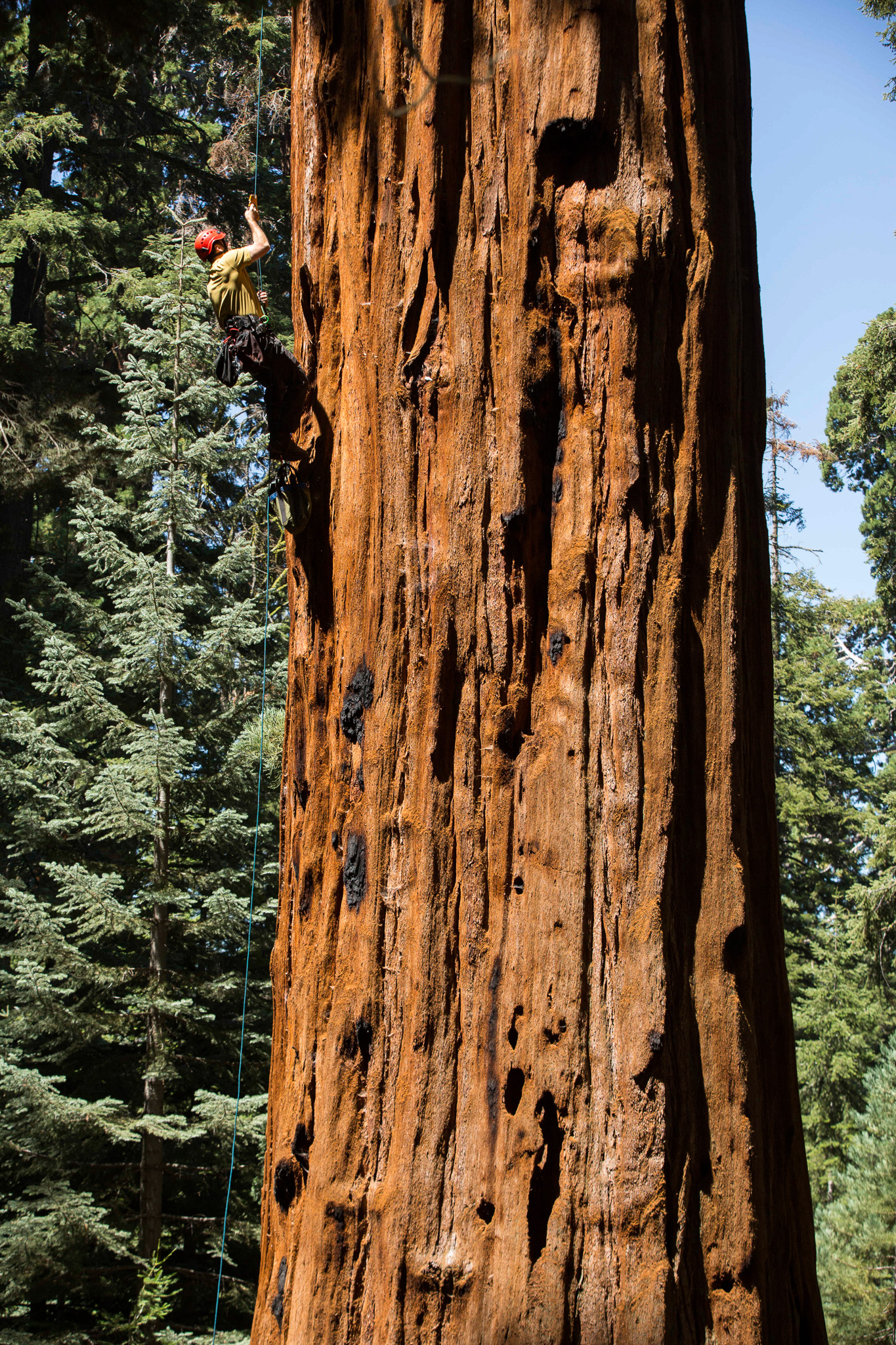Anthony Ambrose uses a technique called "jugging" to ascend into the crowns of the giant sequoia trees in Sequoia National Park.