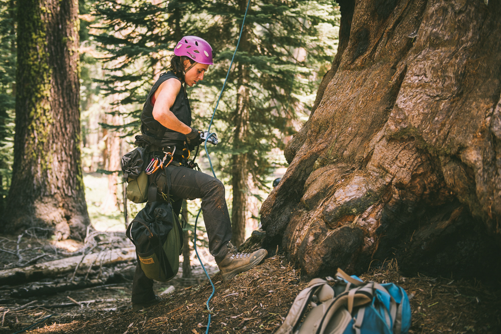 Wendy Baxter assembles and secures the proper gear before climbing to the top of a giant sequoia tree in Sequoia National Park.