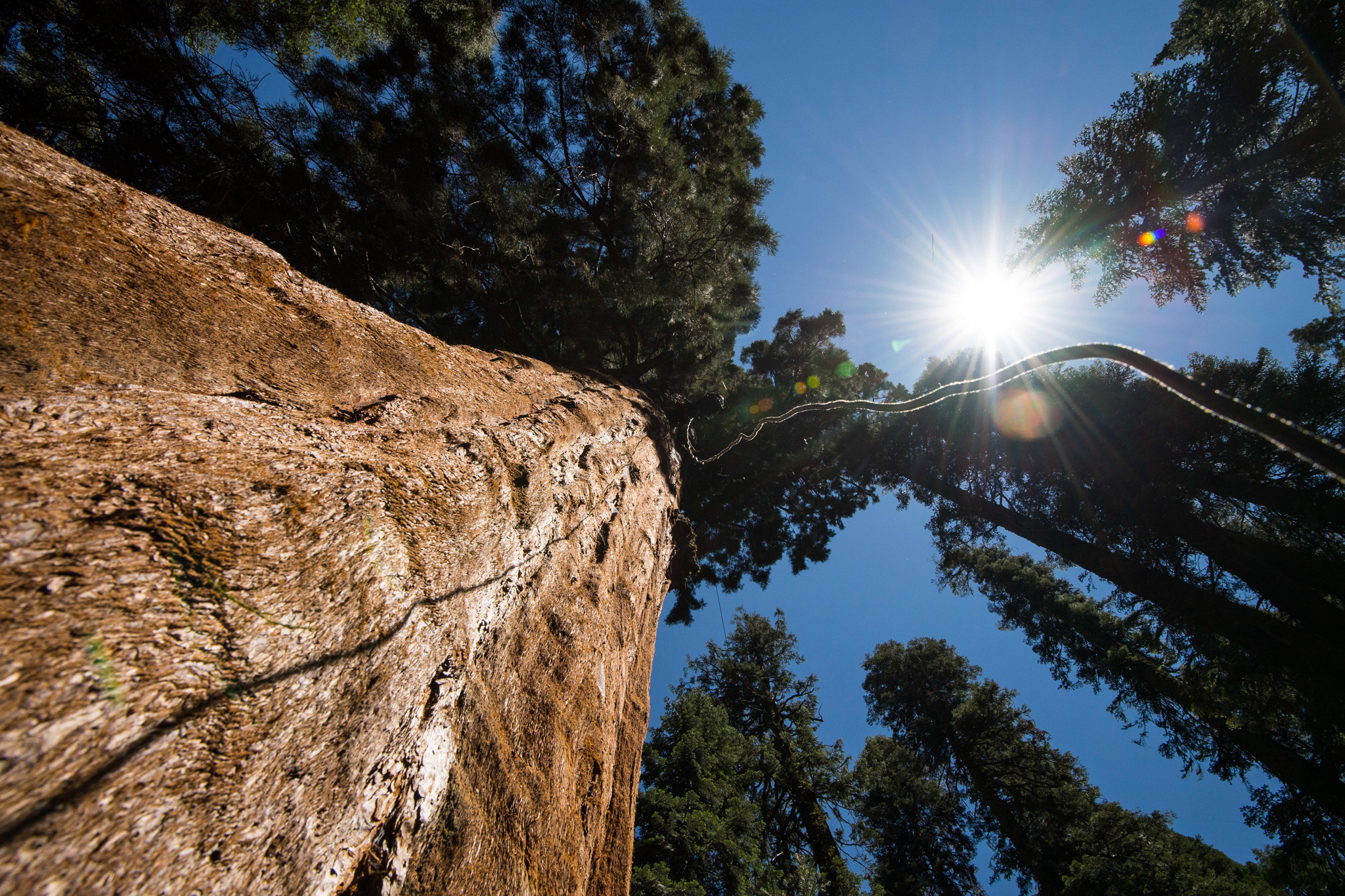 A section of a 600-foot static climbing rope dangles from the top of a giant sequoia tree, providing relatively easy access into the tree for scientists.