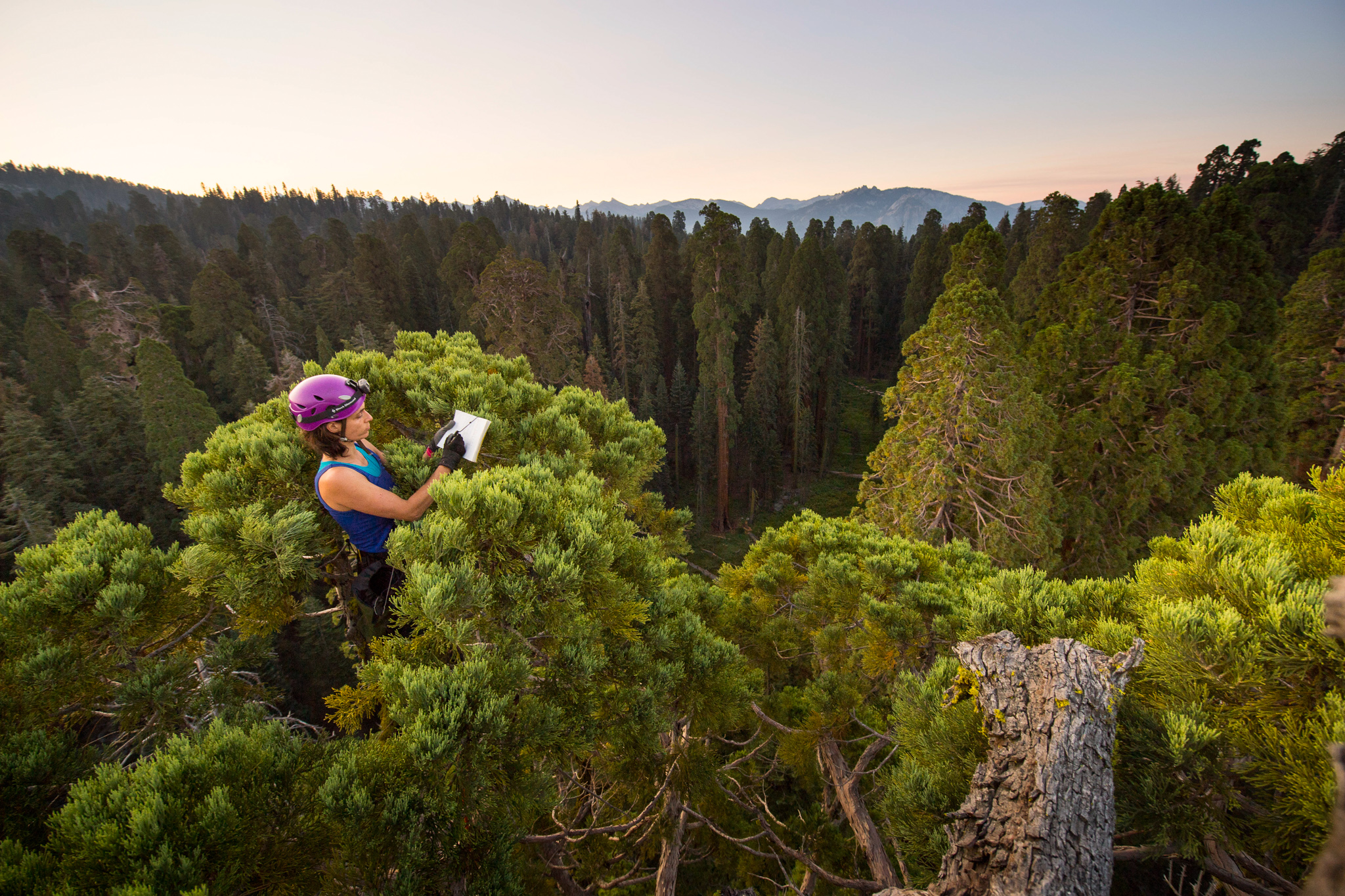 Wendy Baxter records data in a logbook while taking foliage samples from the top of a giant sequoia tree in Sequoia National Park.