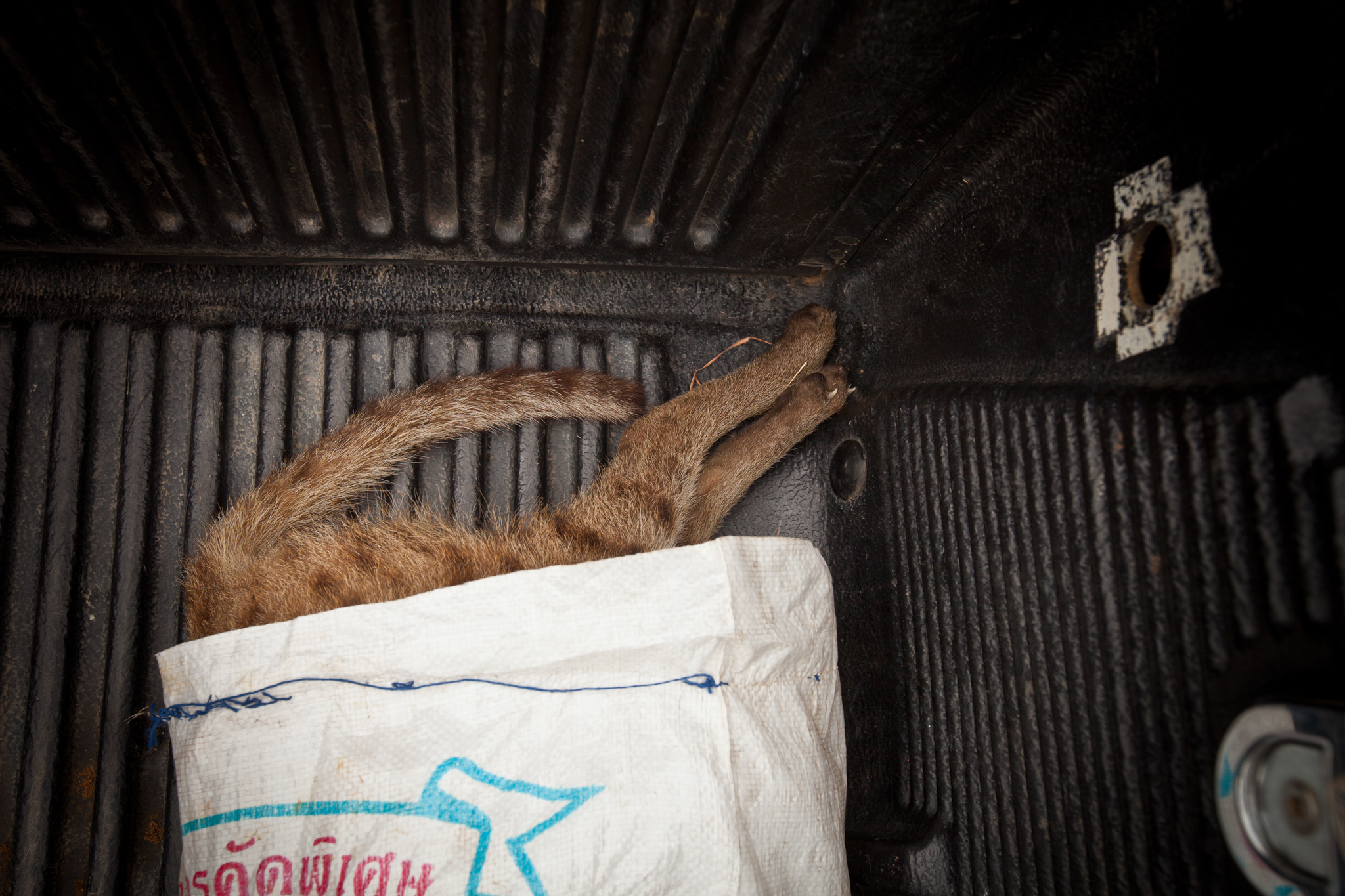 An old rice sack serves as a body bag for a dead fishing cat found by the side of the road near Khao Sam Roi Yot National Park. The cat is on its way to a necropsy to find out how it died. A subsequent examination revealed the cat had been shot.