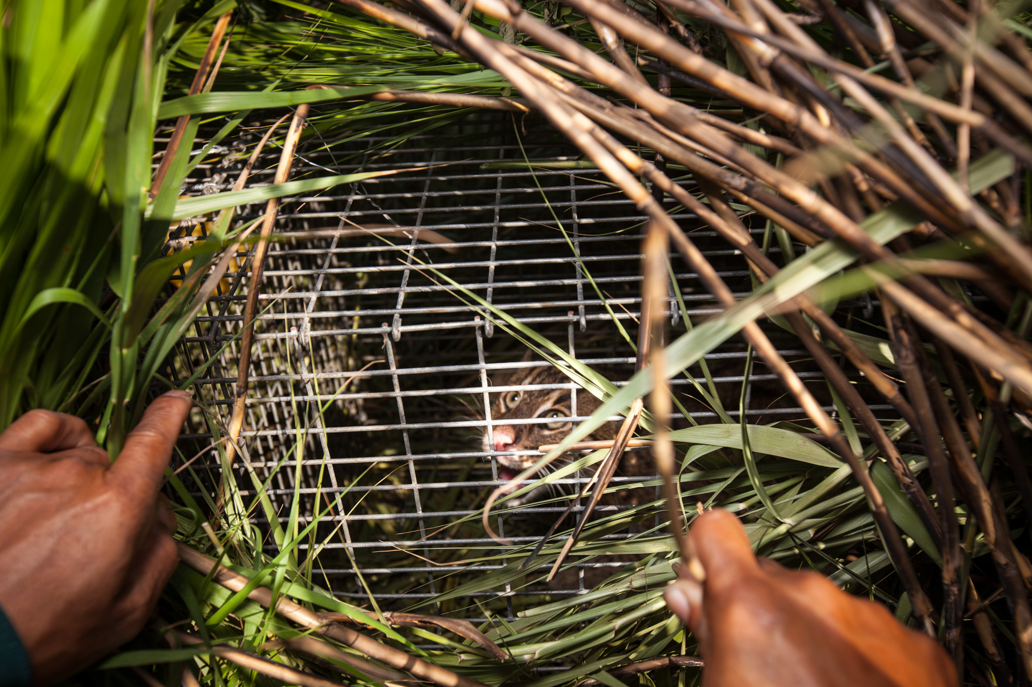 Ruj checks a trap to discover a female fishing cat has taken the bait. After a quick peak, he'll leave the fishing cat to relax and stay cool in its grass covered haven until the sedative has taken effect.