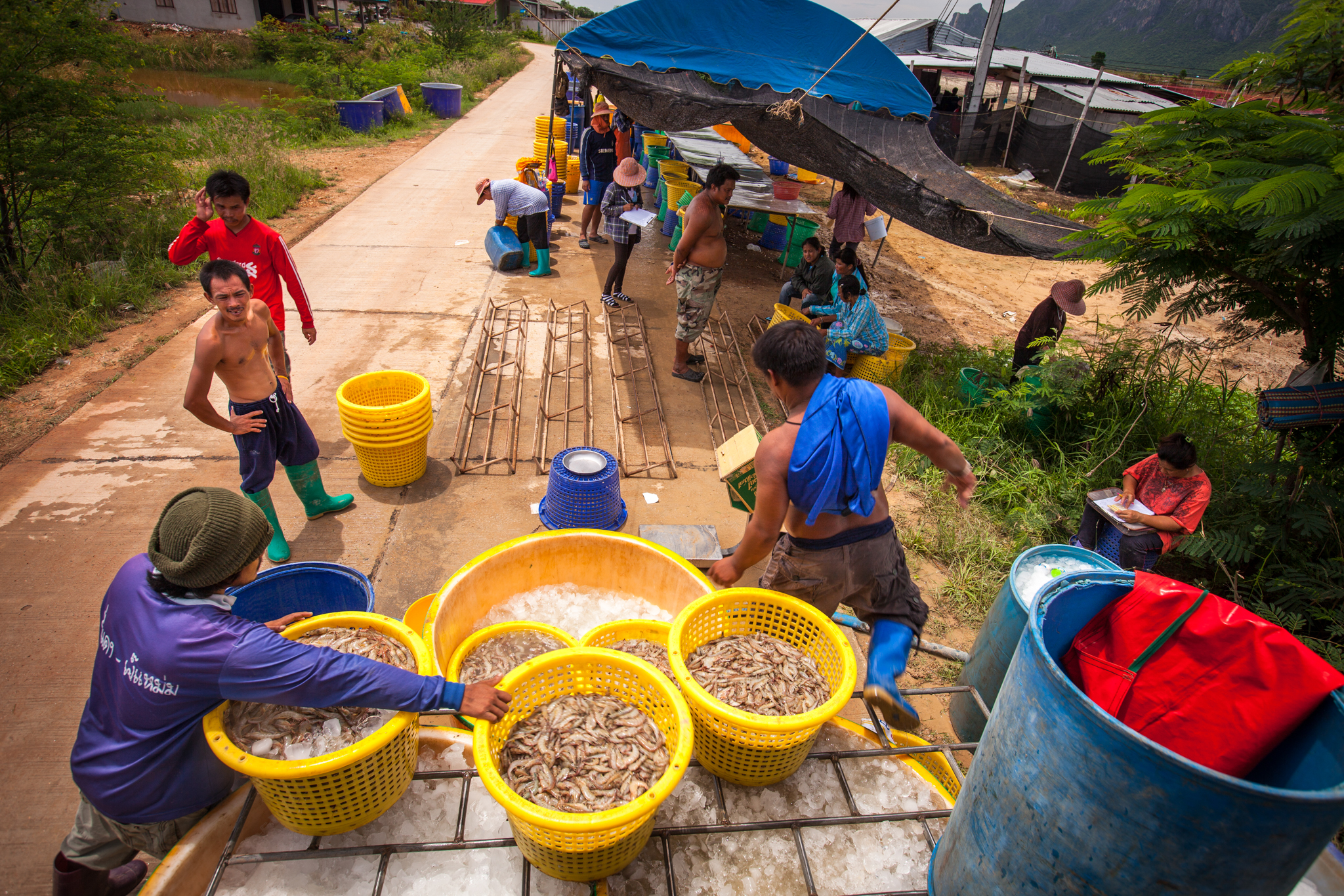 Shrimp farmers process the catch from a large industrial farm in Sam Roi Yod, Thailand. The scale of farming is quickly swallowing fishing cat habitat and smaller subsistence farms. These harvests will be sent for packaging and very likely shipped overseas. Thailand supplies about 30 percent of all shrimp toU.S. markets. In addition to destroying the fishing cats habitat, this industry has come under fire for its ties to slave labor.