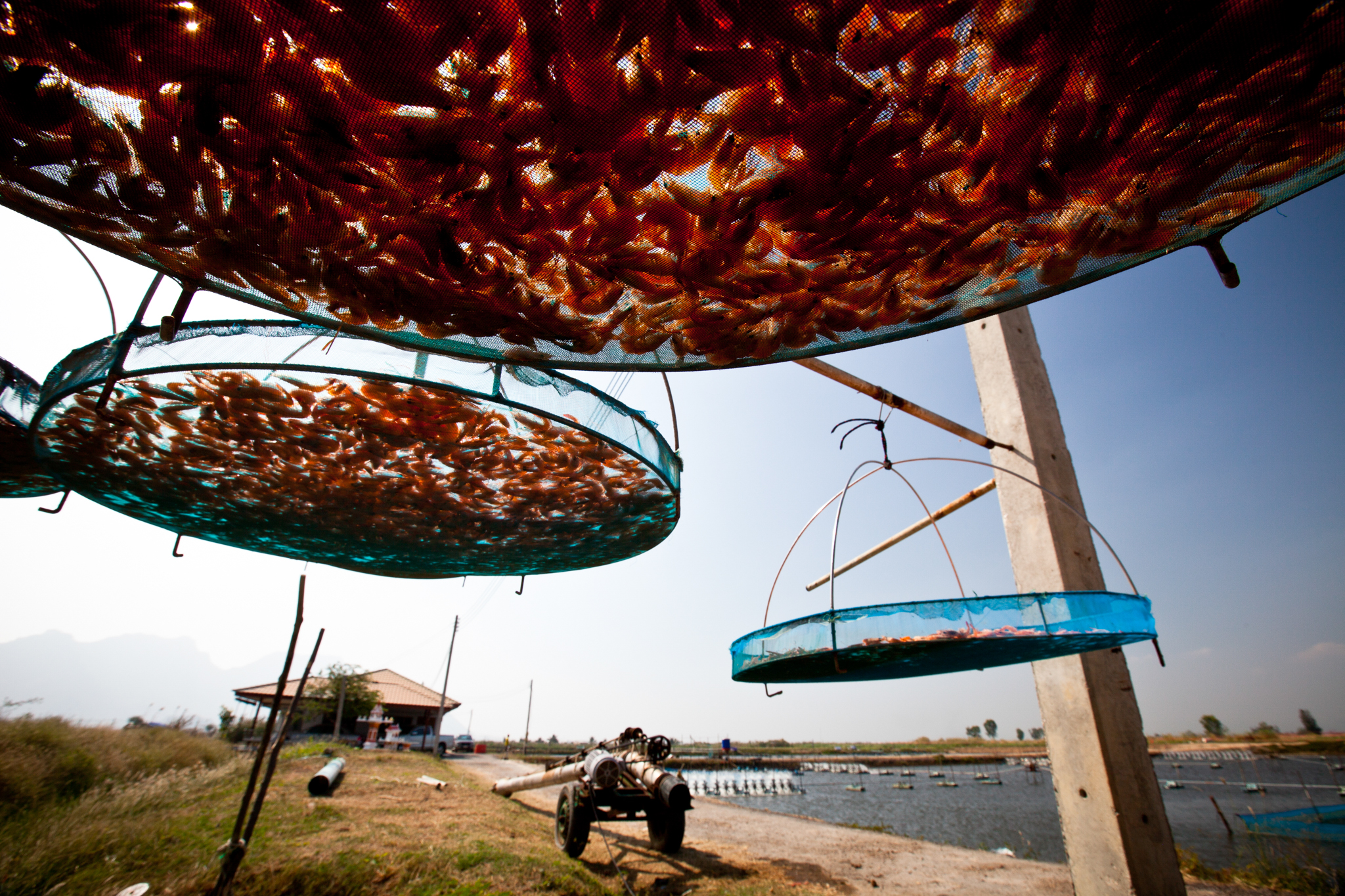 Trays of organic shrimp dry in the midday sun in Sam Roi Yod, Thailand. Here a few organic farms are cropping up, which helps cut down on the amount of water, chemicals and overall impact to the surrounding environment that makes up fishing cat (Prionailurus viverrinus) country. Land is still needed in large quantities for this kind of farming however, so the cats are still faced with habitat loss, even if farmers practice more sustainable methods.