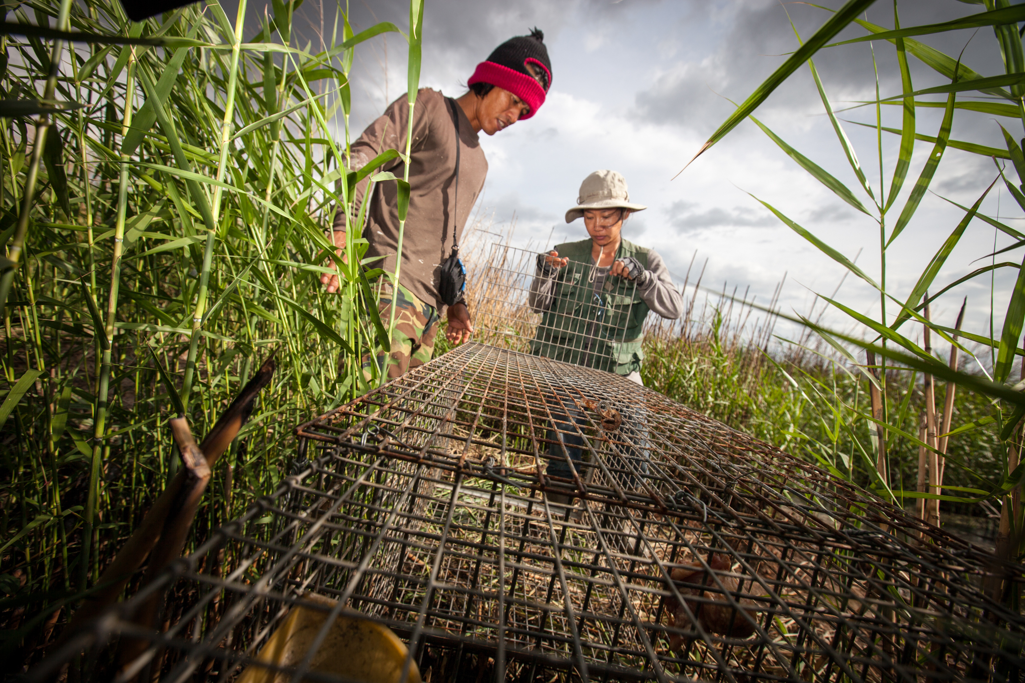 Conservationist Namfon Cutter (right) and her assistant Ruj set a baited trap on a fish farm in Sam Roi Yod, Thailand. Their hope is to catch and collar a fishing cat in order to gain valuable data on the cat's movements. Research so far has shown that fishing cats regularly use private property for everything from food sources to travel corridors and rest/denning areas.