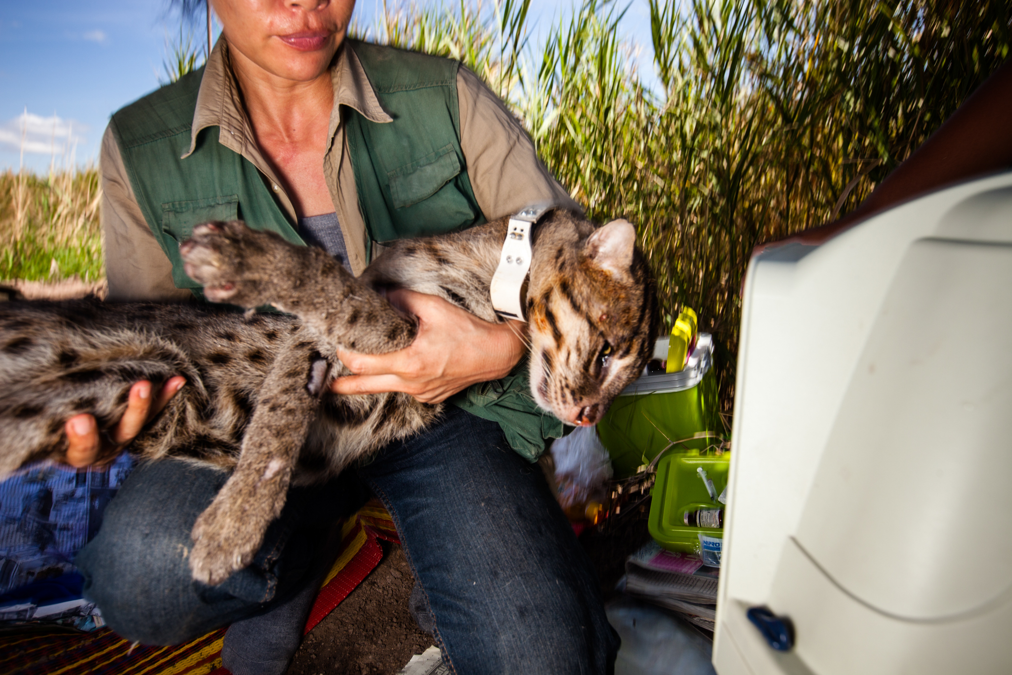 After collaring and health checks, biologist and conservationist Namfon Cutter transfers a still slumbering fishing cat to the "recovery" room. The cat will not be released until it has fully awakened from sedation.