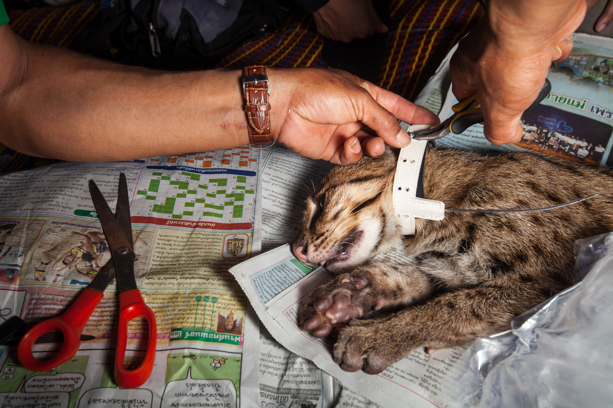 On a bed of the latest headlines, Ruj, a research assistant on fthe Fishing Cat Research and Conservation Project, affixes a radio collar to a young male fishing cat. If the collar stays on, the cat will reveal invaluable data on the movement of a species that has rarely been recorded.