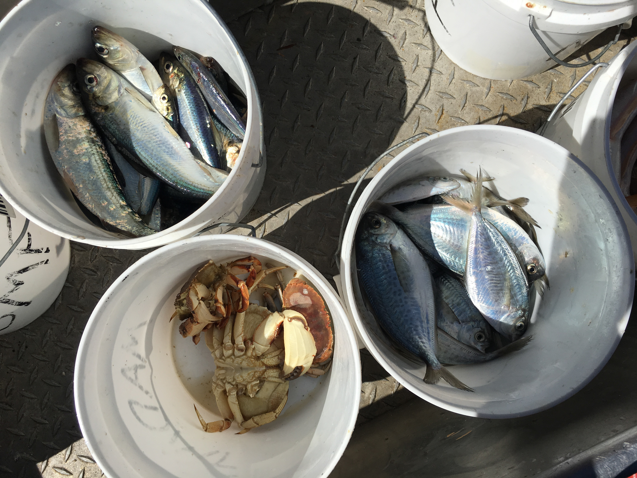 The team sorts the catch by species, in this case river herring, butterfish, and rock crab. Photo by Nicola Twilley